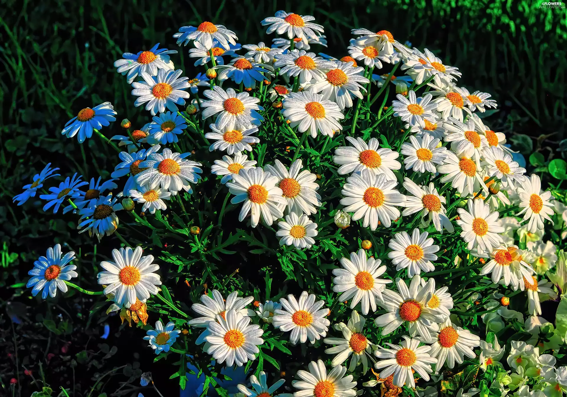 daisy, flowerbed, Flowers