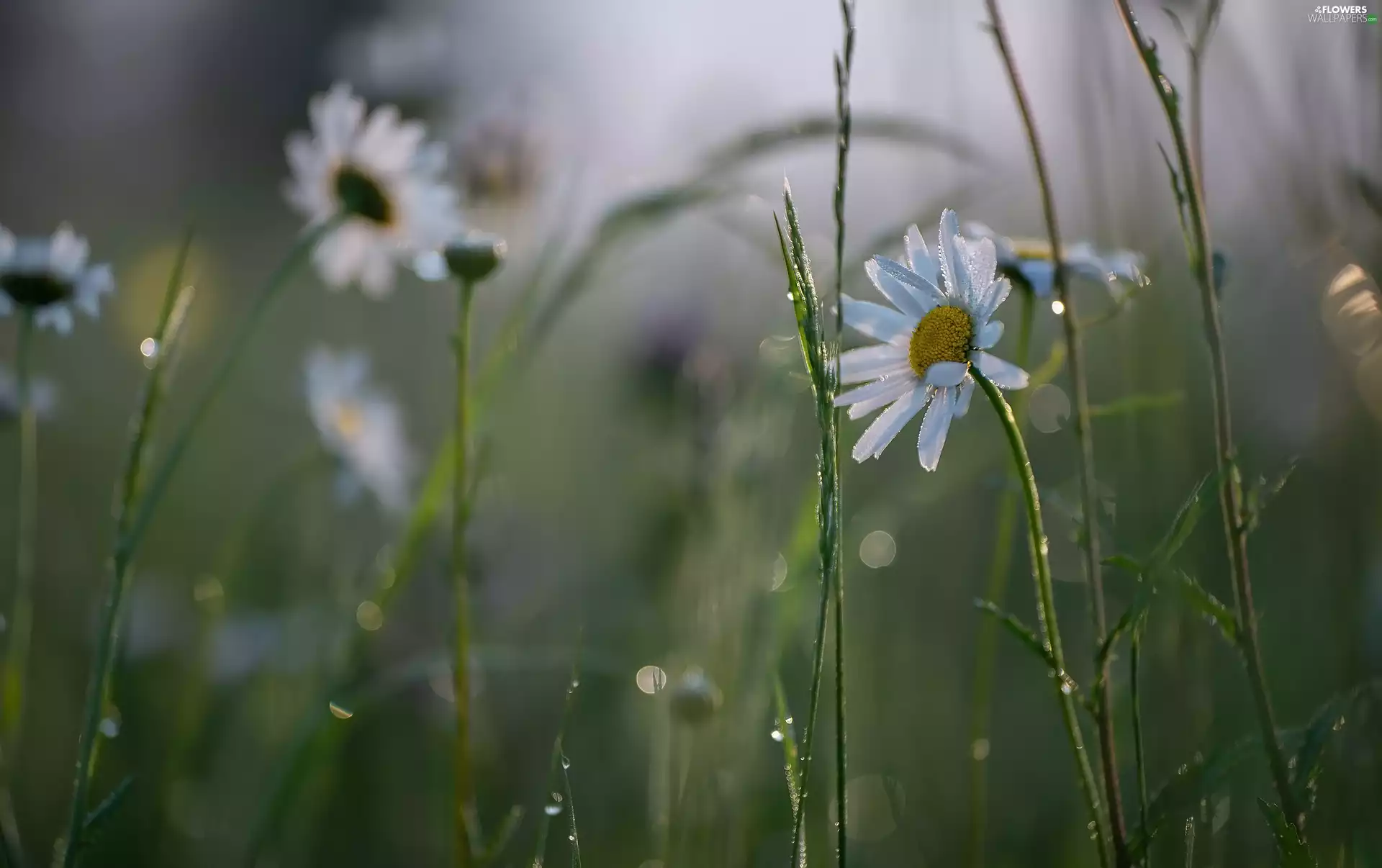 Flowers, dew, grass, daisy