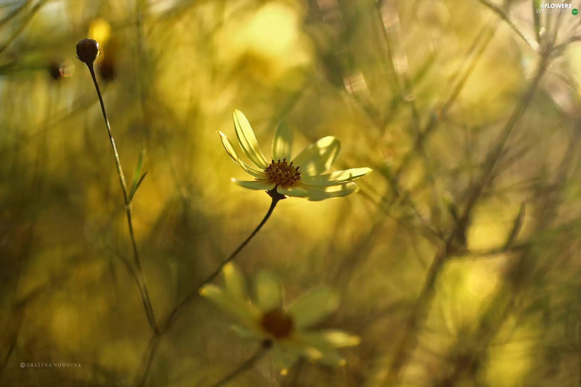 Flowers, Yellow Honda, Daisy