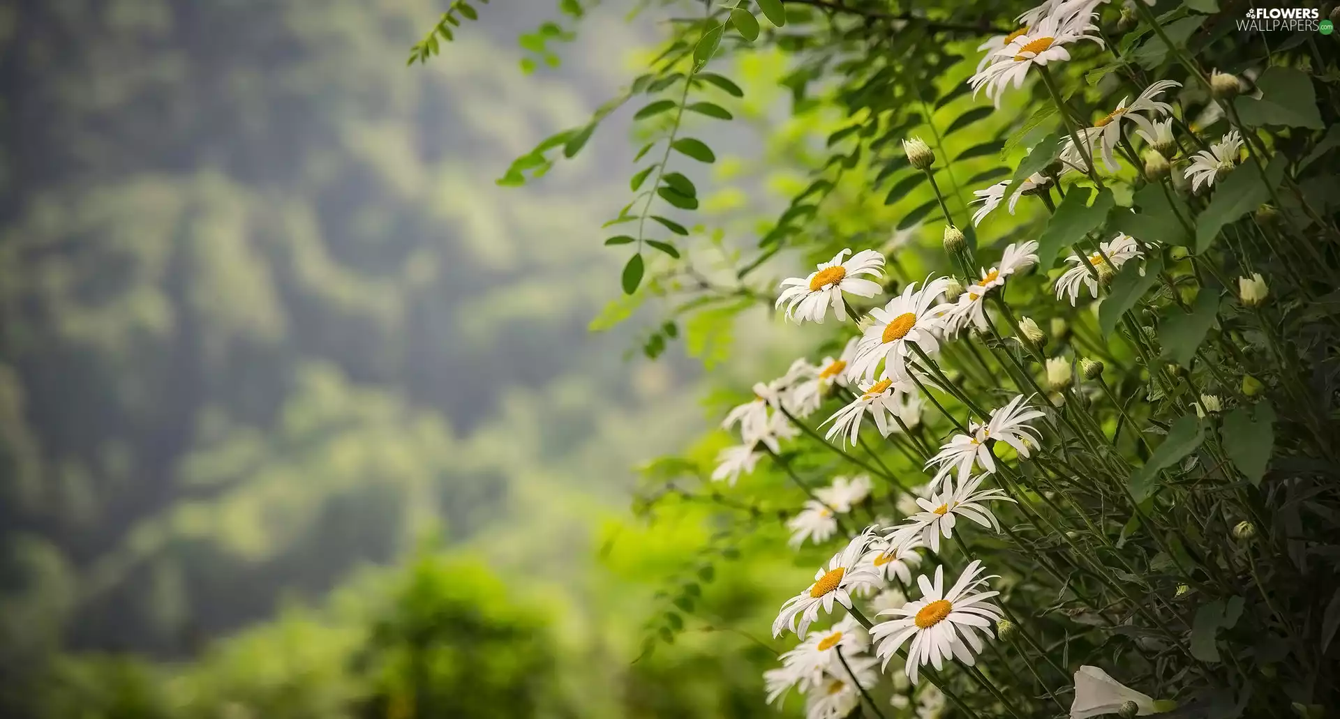 Flowers, chrysanthemums, rapprochement, daisy