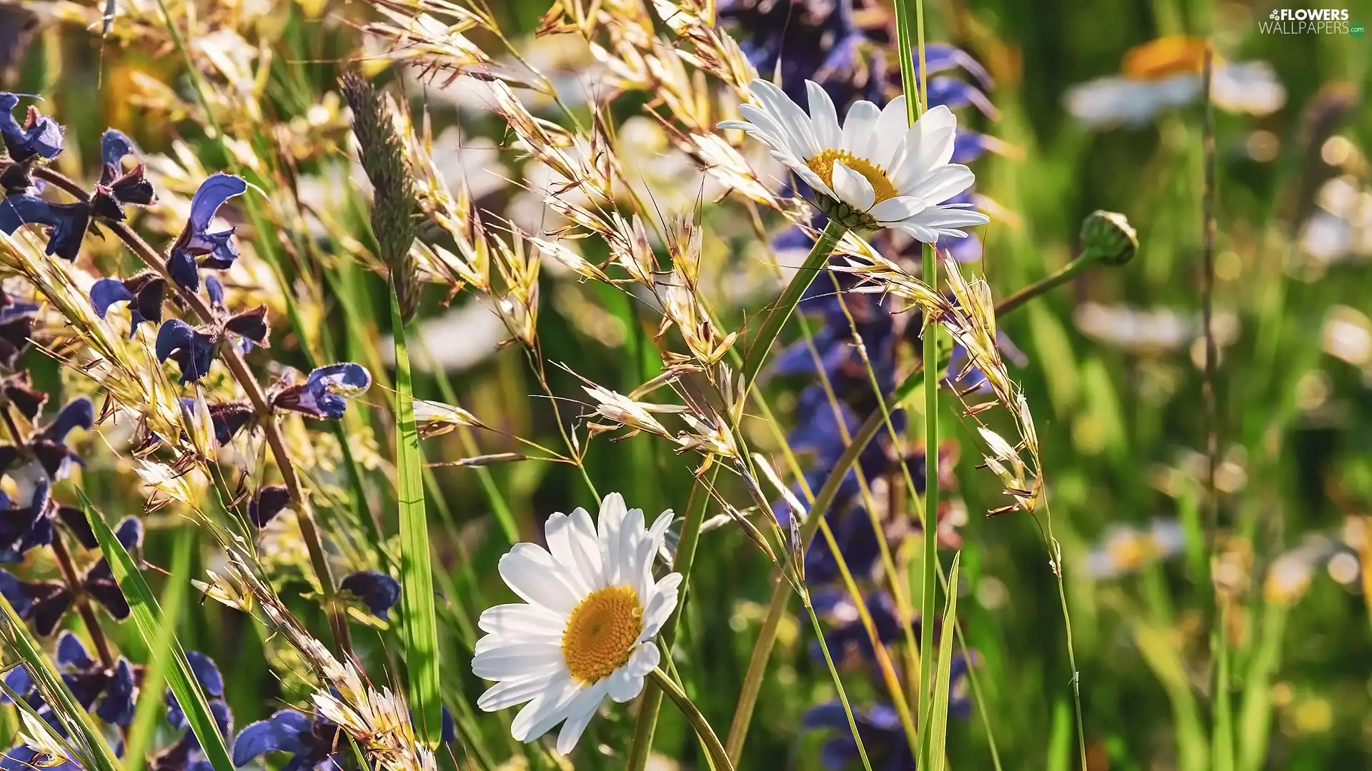 Flowers, grass, rapprochement, daisy