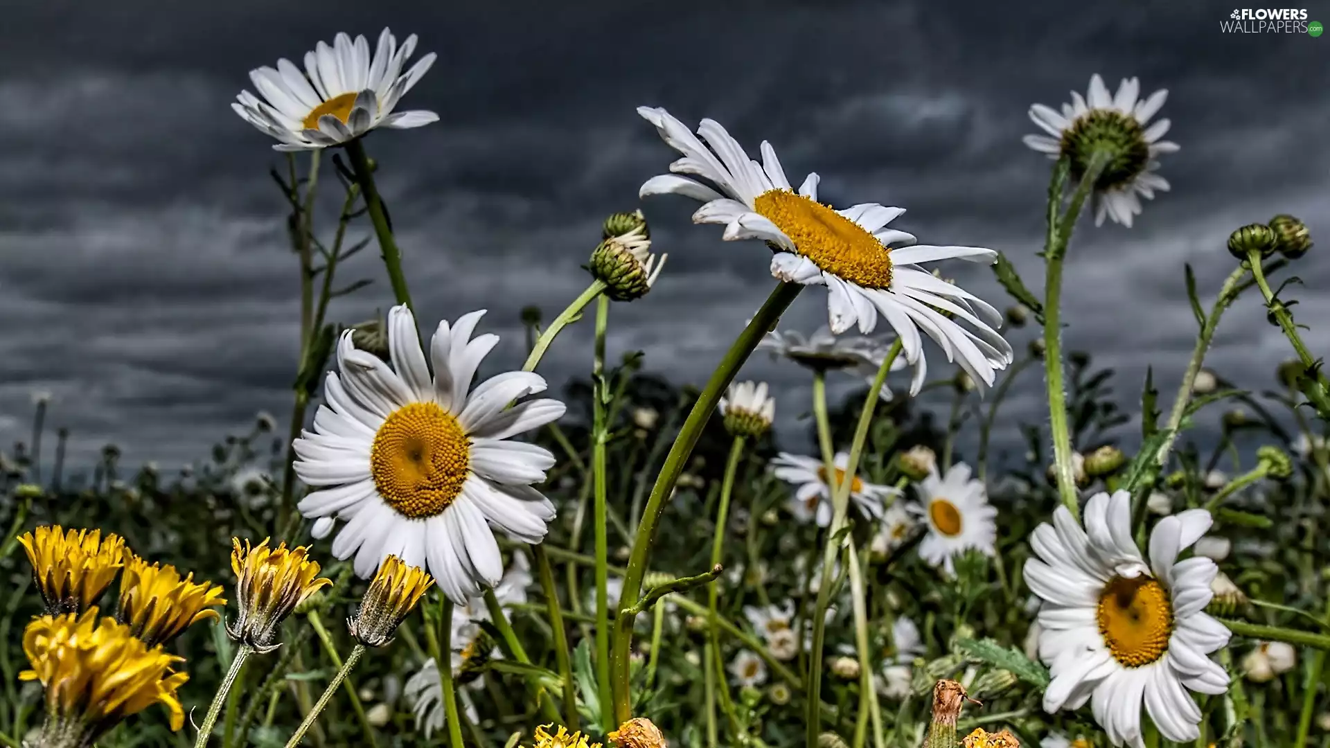 Flowers, puffball, Sky, Daisy