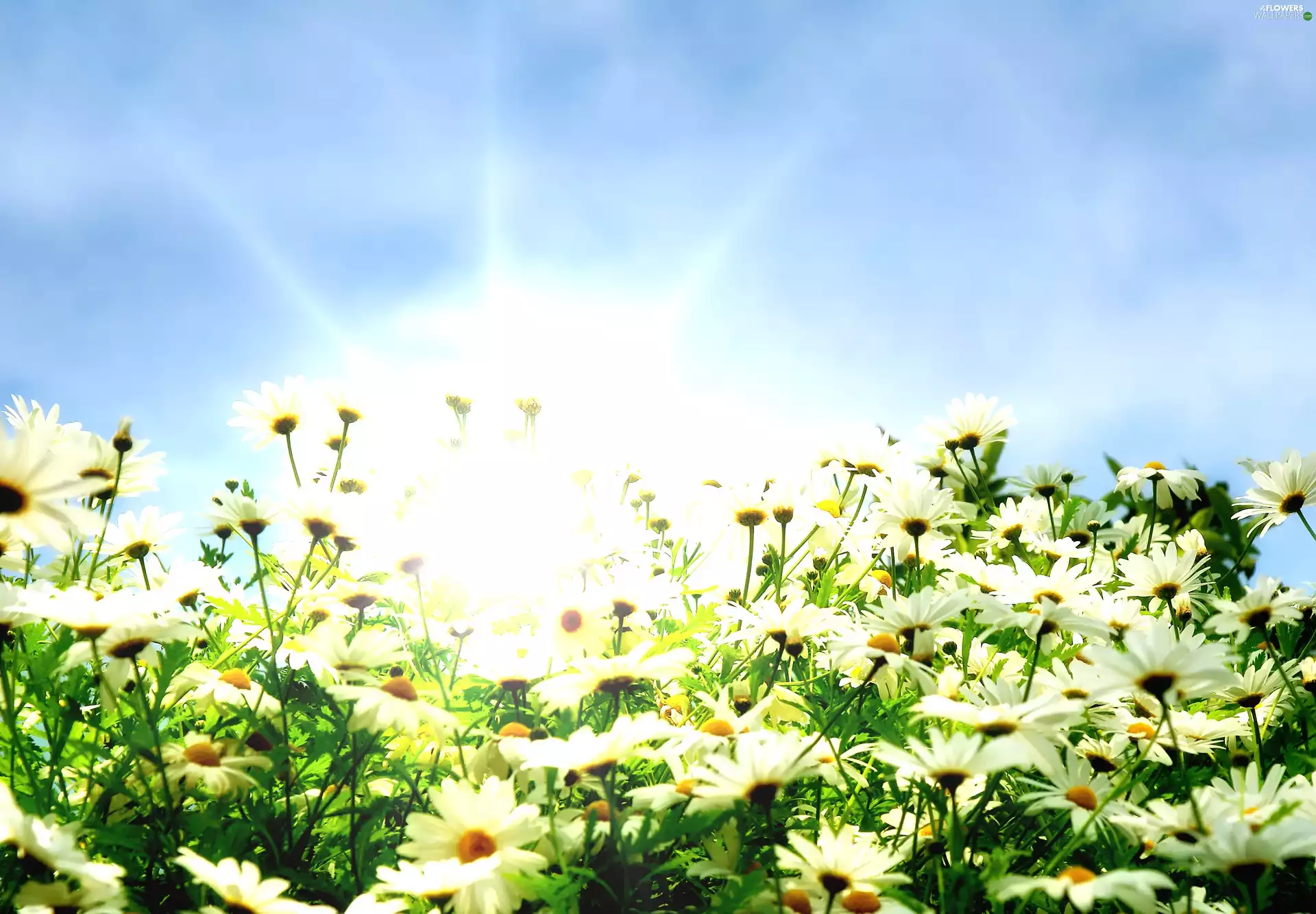 Flowers, rays, sun, daisy