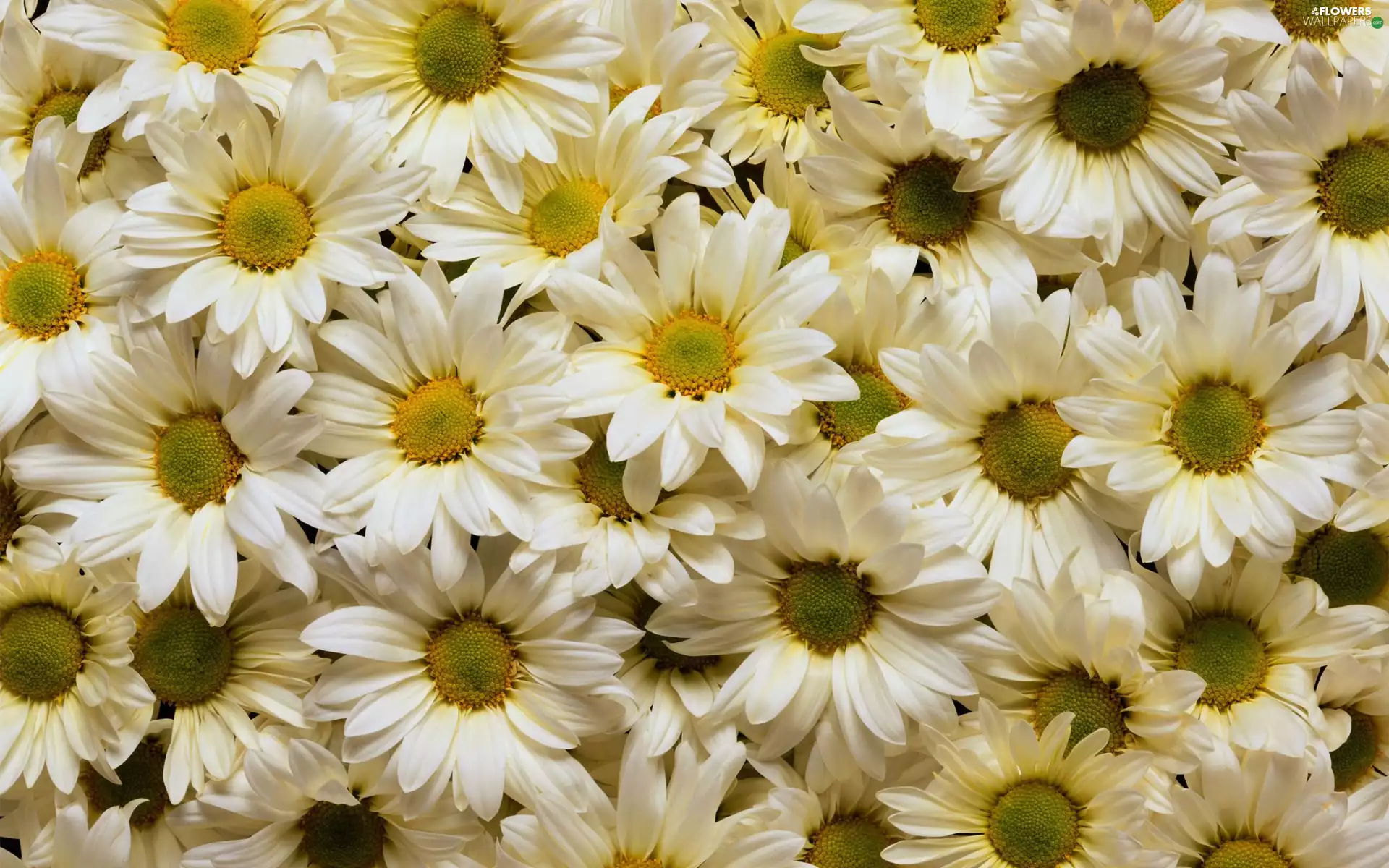 Daisy, White, Flowers