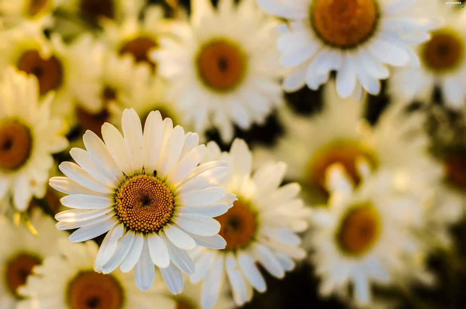 daisy, White, Flowers