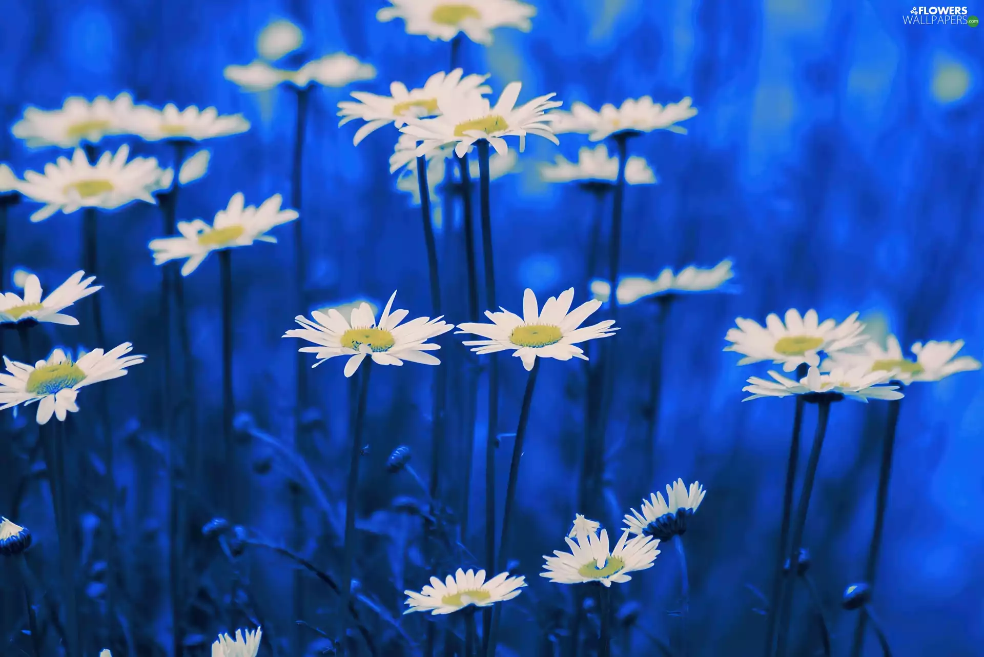 Daisy, White, Flowers