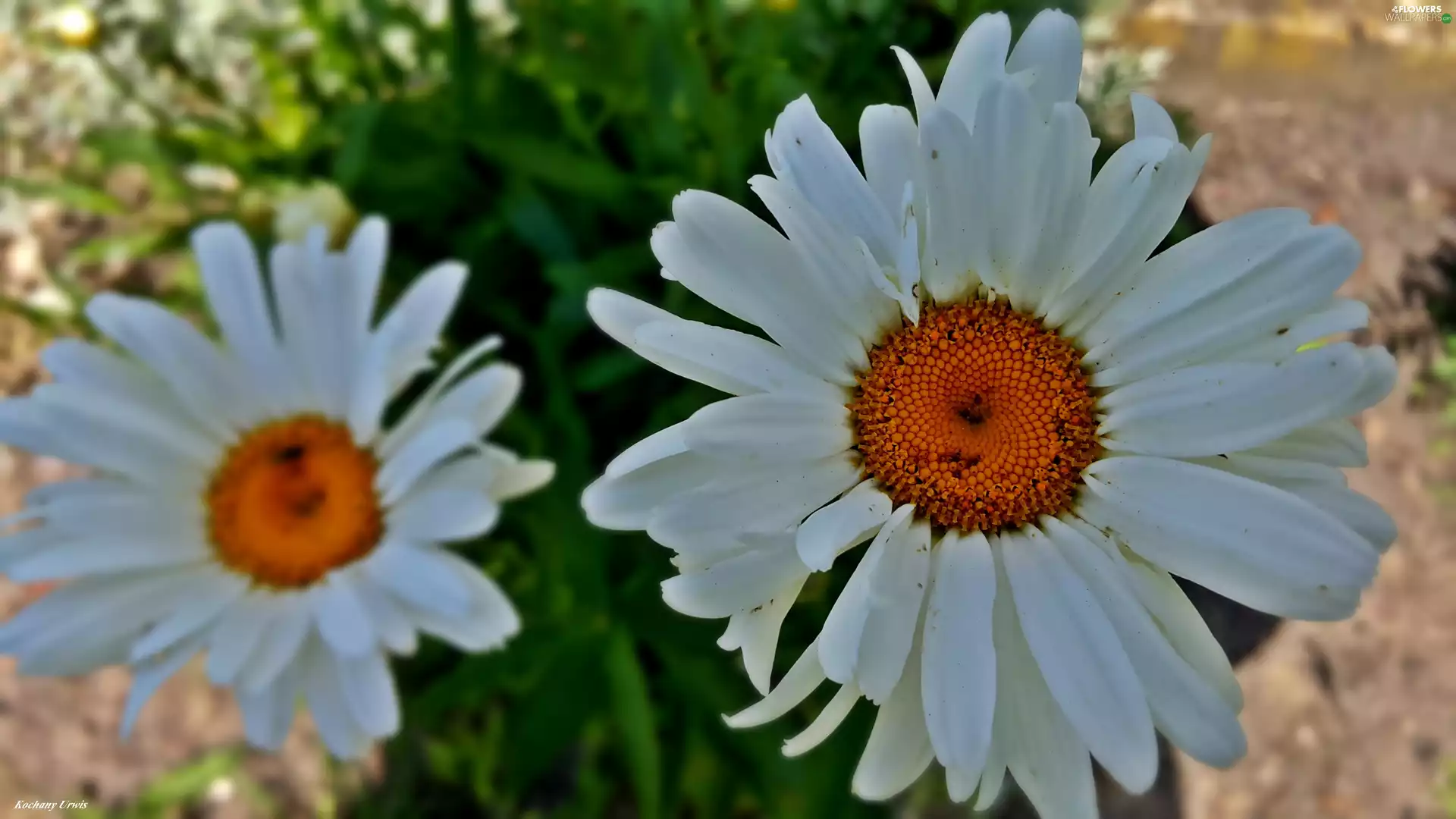 daisy, White, Flowers