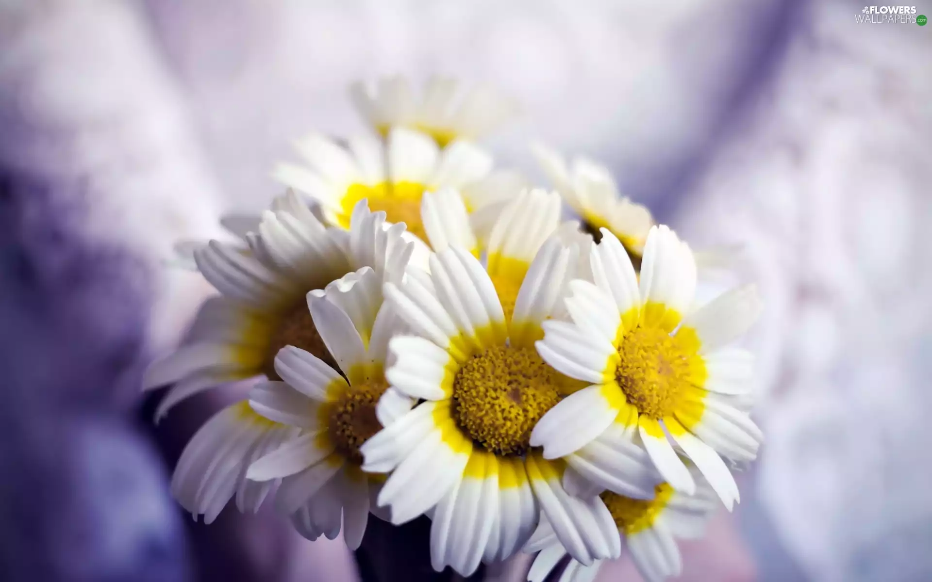 daisy, White, Flowers