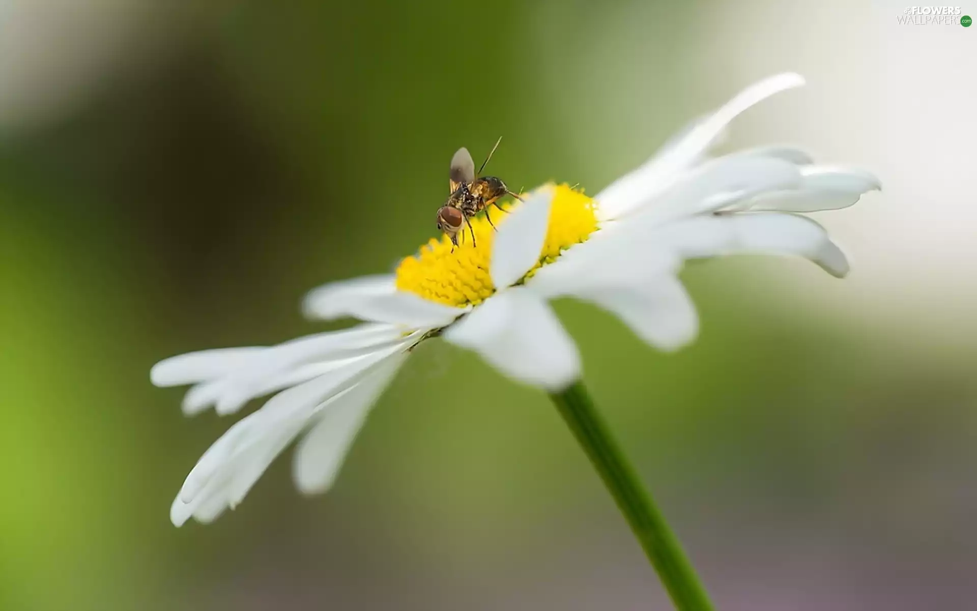 fly, Colourfull Flowers, Daisy