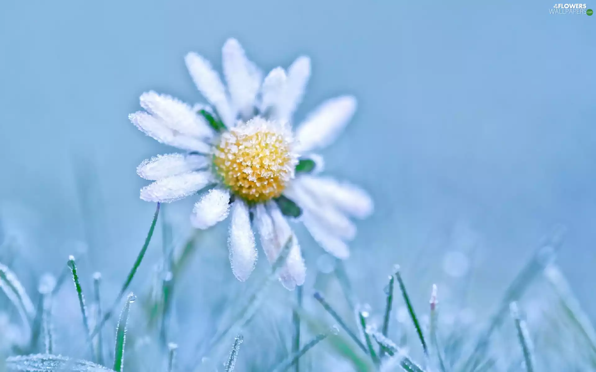 daisy, winter, frosted