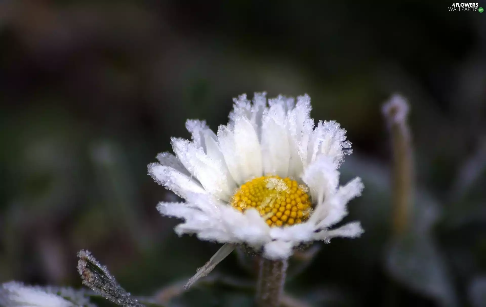 frosted, daisy