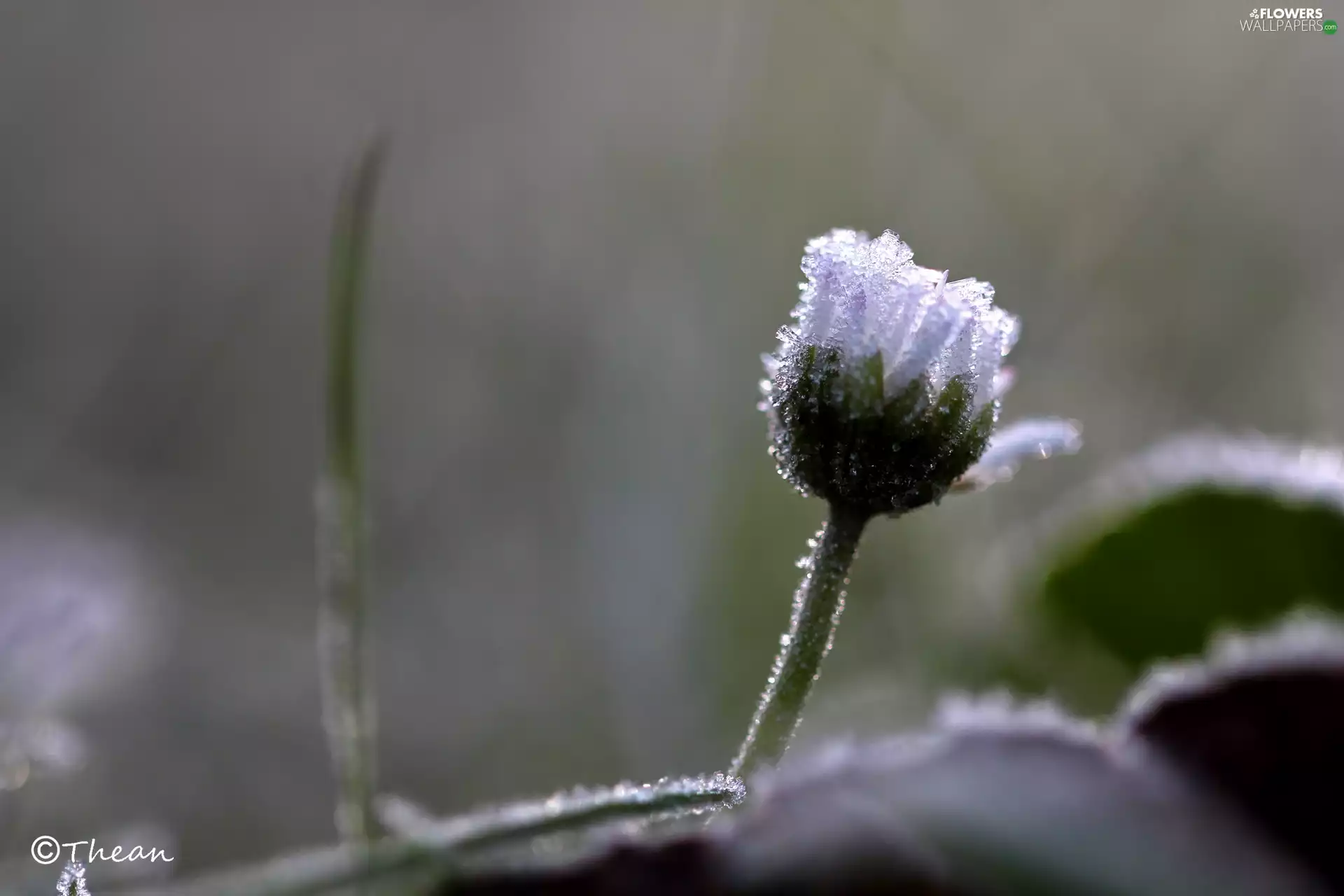 frozen, crystals, ice, daisy