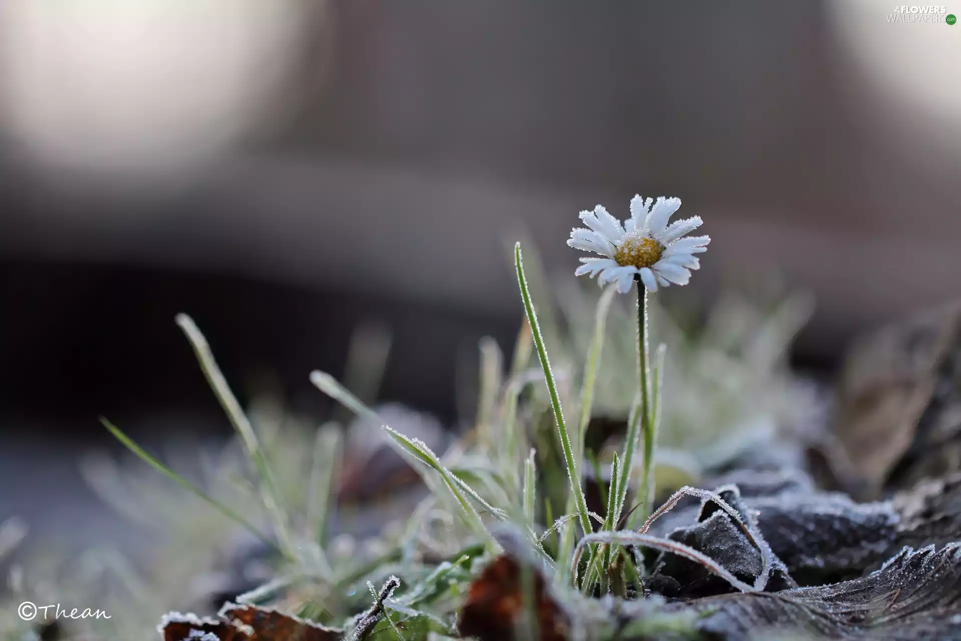 frozen, daisy