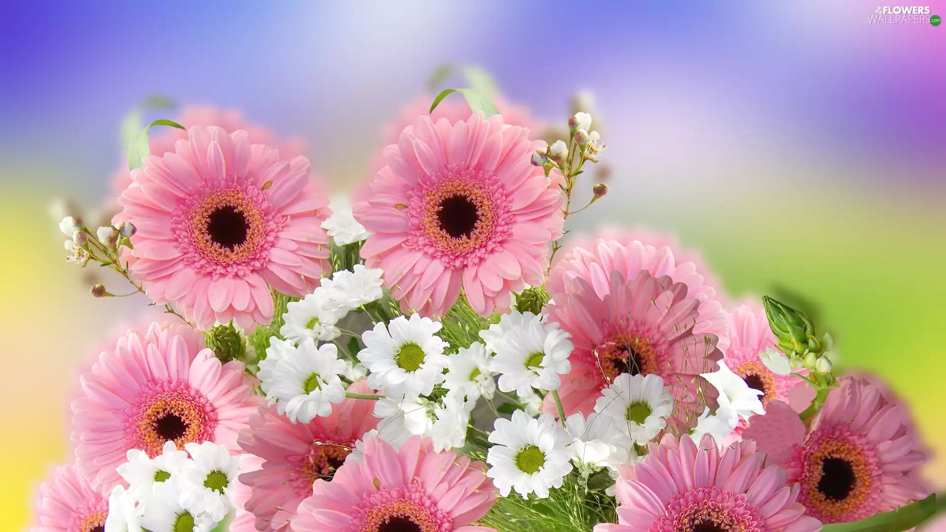 daisy, Flowers, gerberas