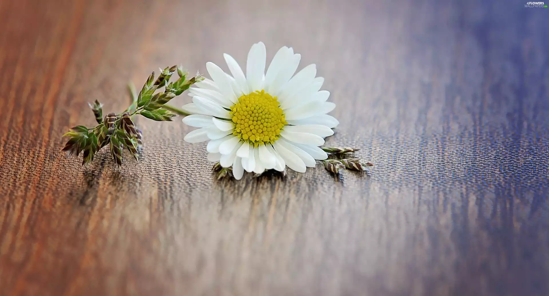 daisy, blades, grass