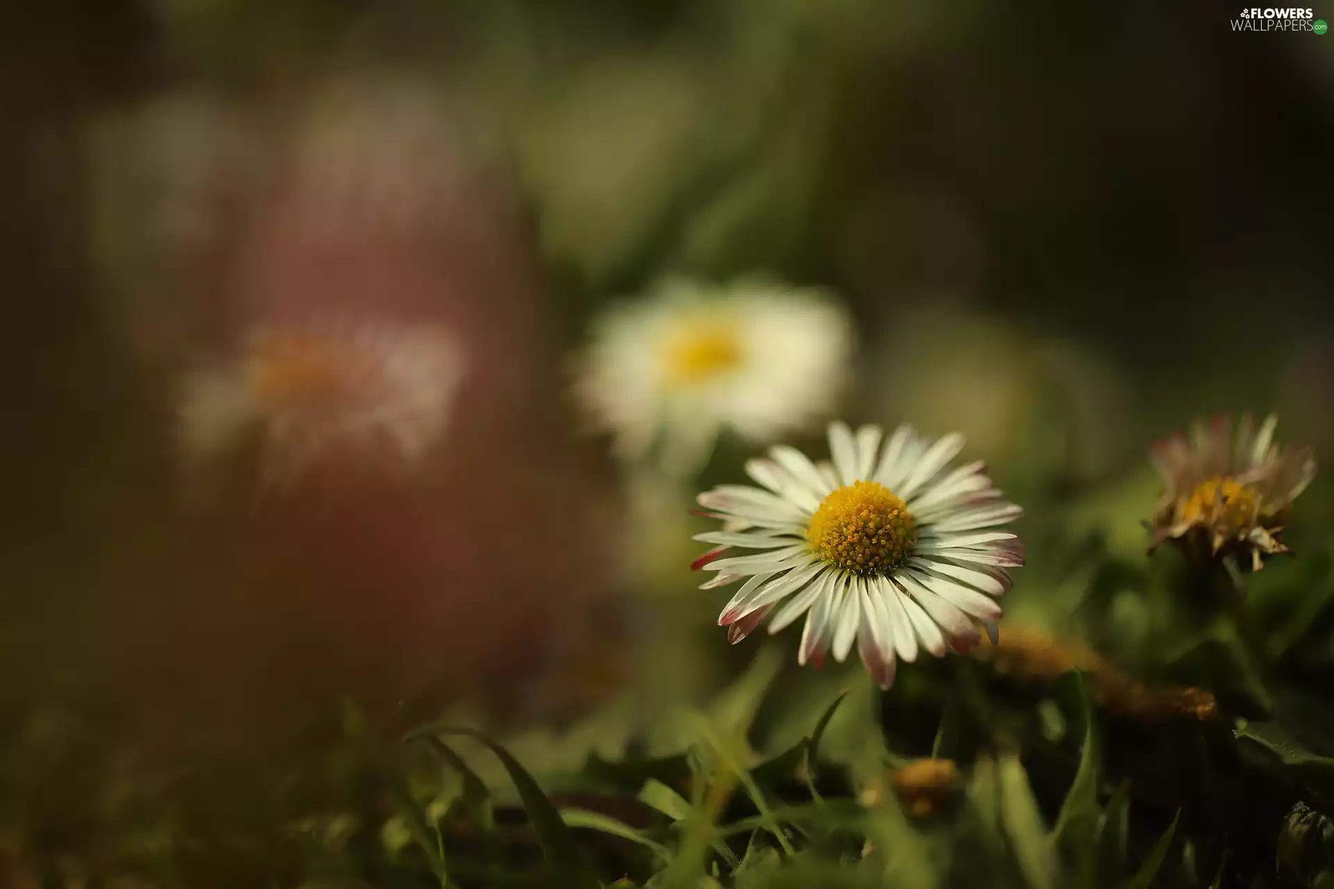 White, daisy, grass, Colourfull Flowers