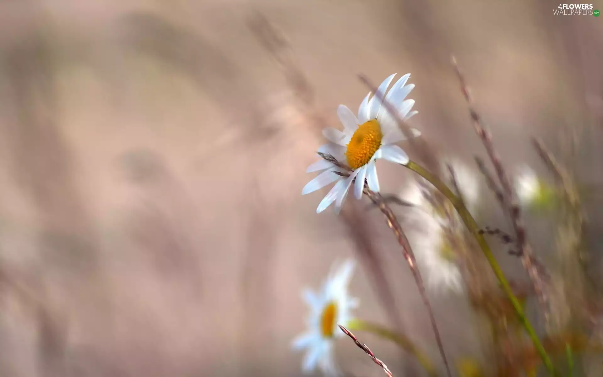 Daisy, Flowers, grass