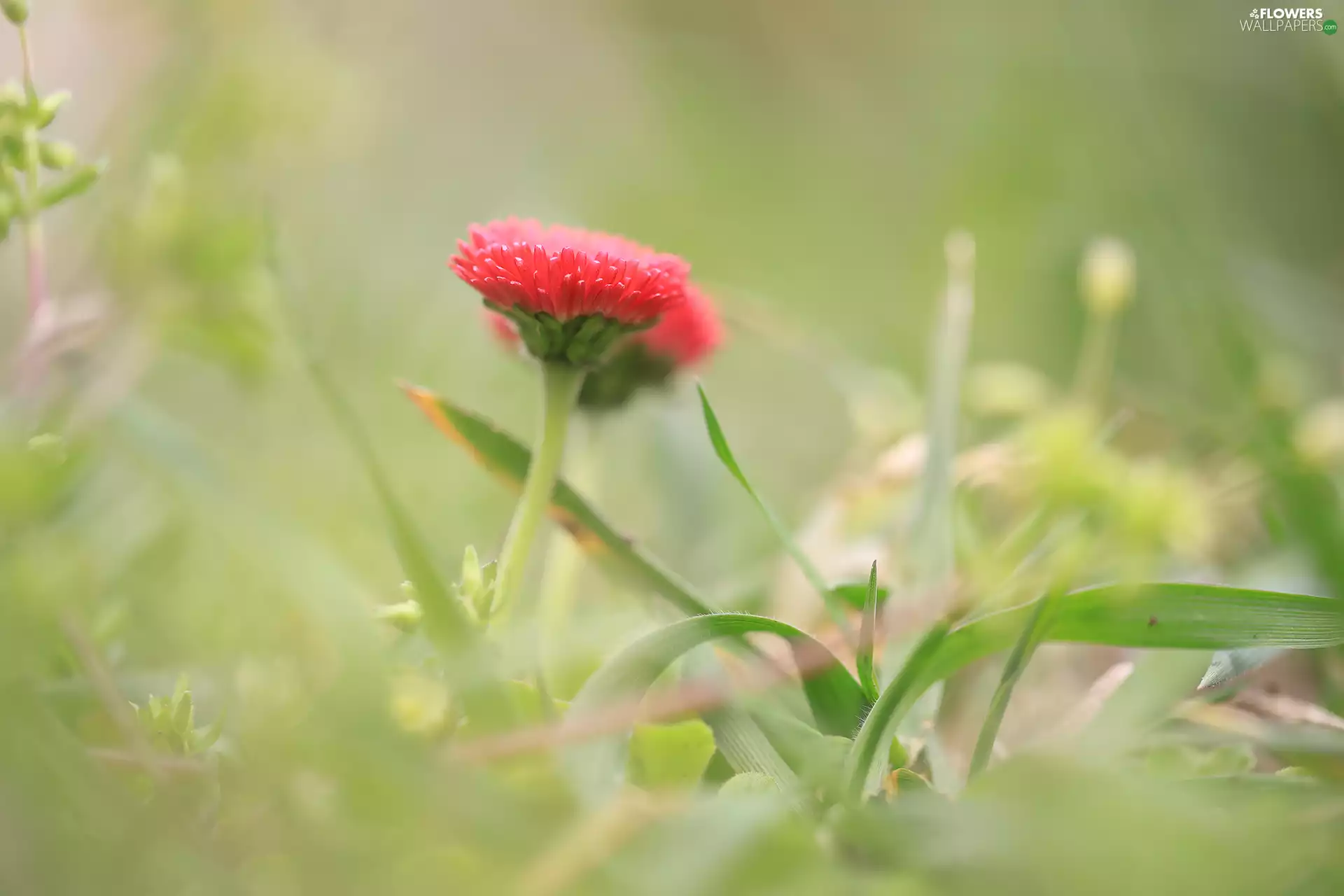 grass, red hot, daisy