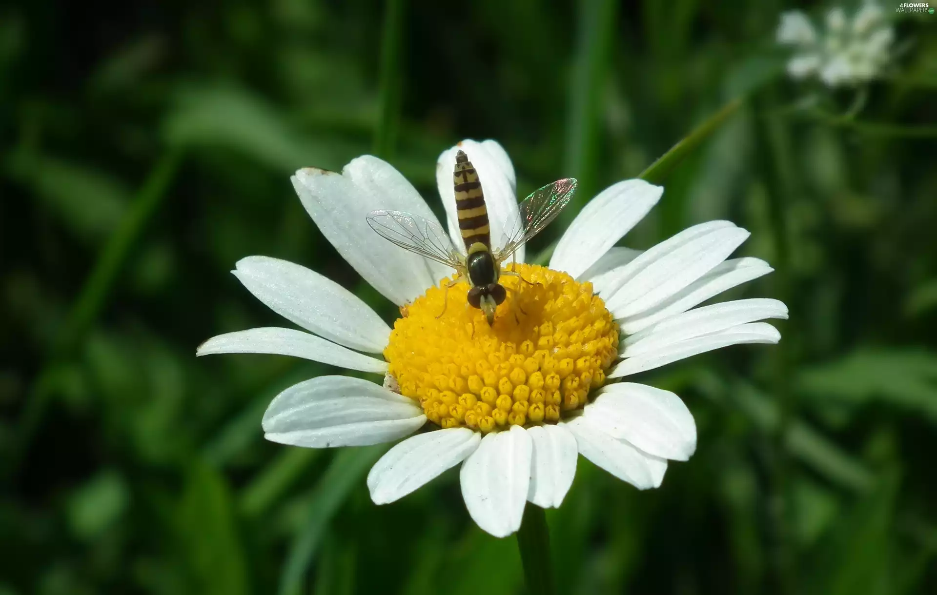 nature, Daisy, Insect, Colourfull Flowers