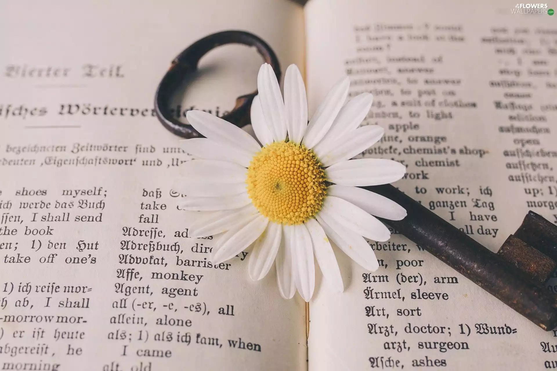 Book, daisy, Key, Colourfull Flowers