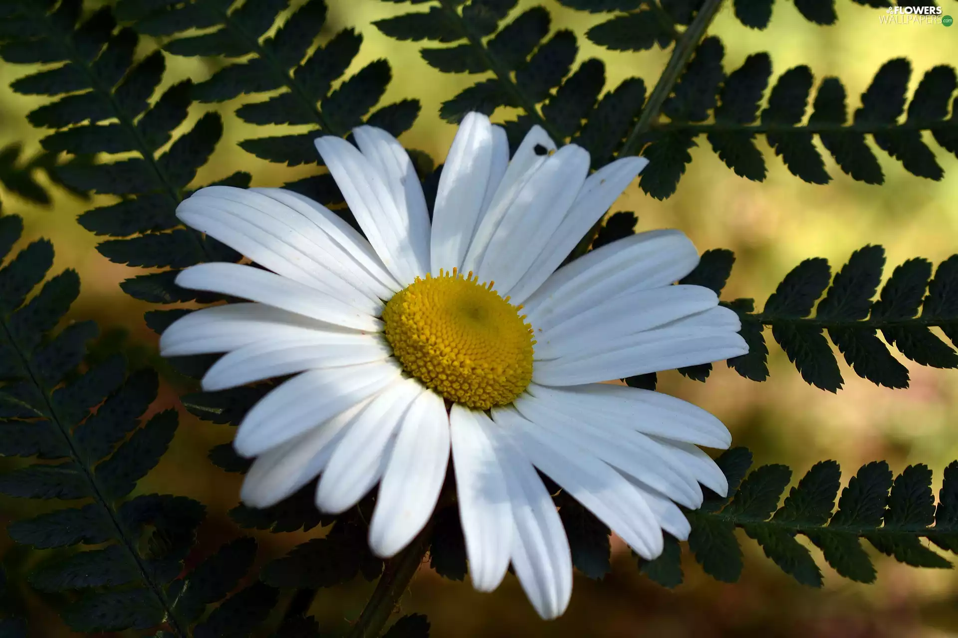 Leaf, Colourfull Flowers, Daisy