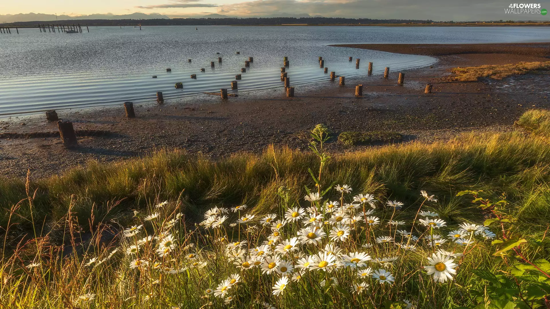 Meadow, lake, Pins, daisy