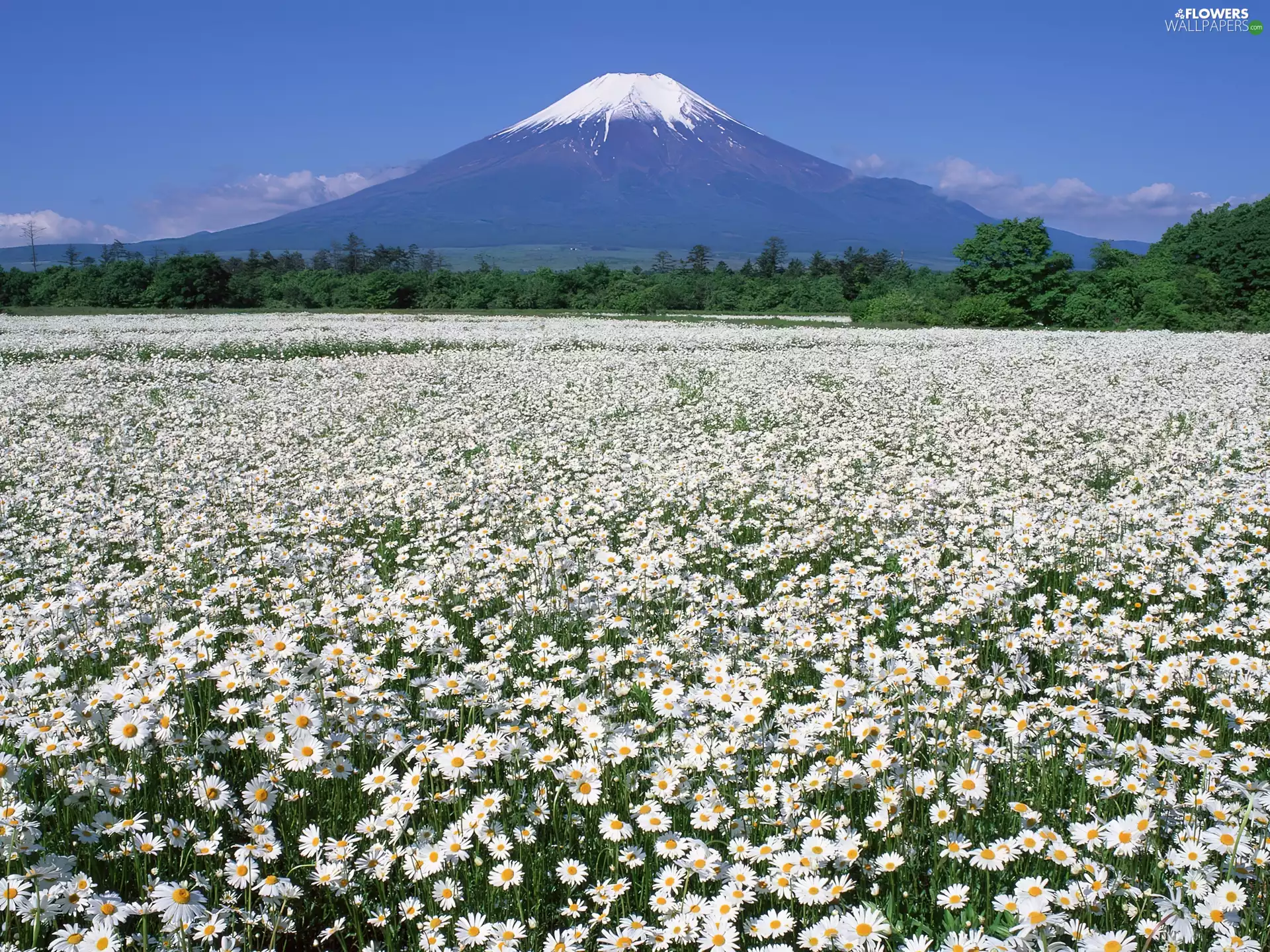 Daisy, Field, Mountains