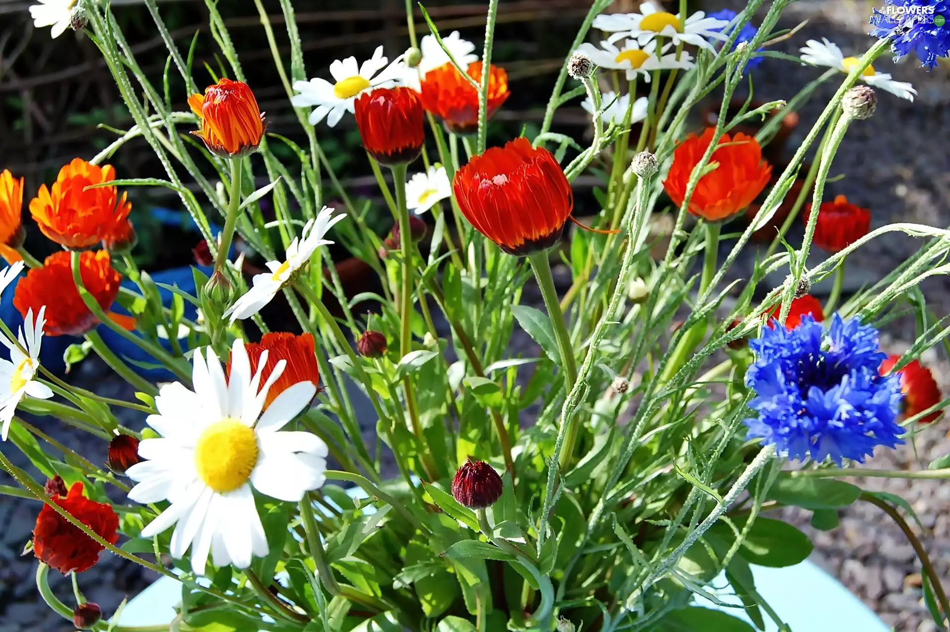 cornflowers, daisy, papavers, ornamental, garden