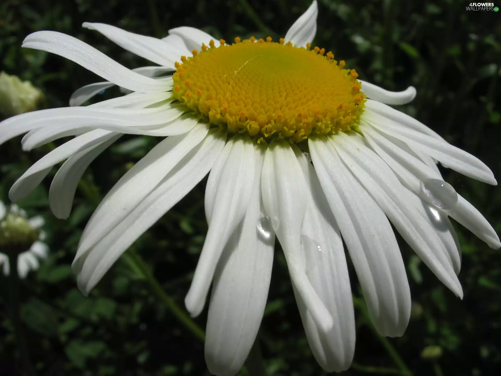 Daisy, pyrethrum