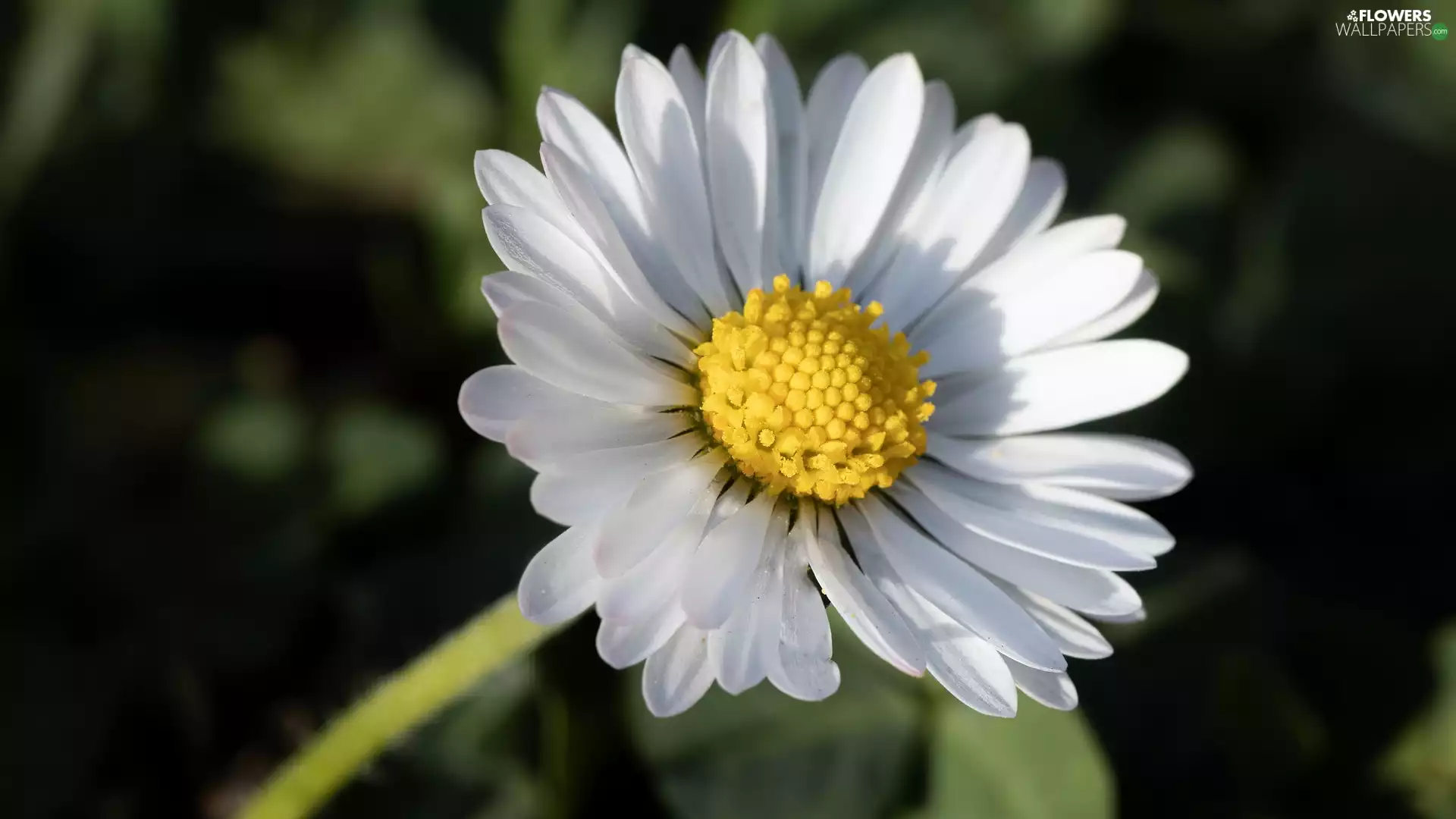 rapprochement, Colourfull Flowers, daisy