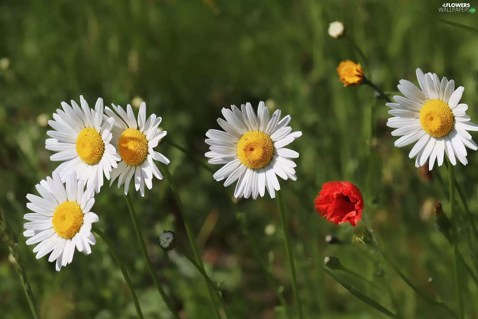 red weed, Flowers, daisy