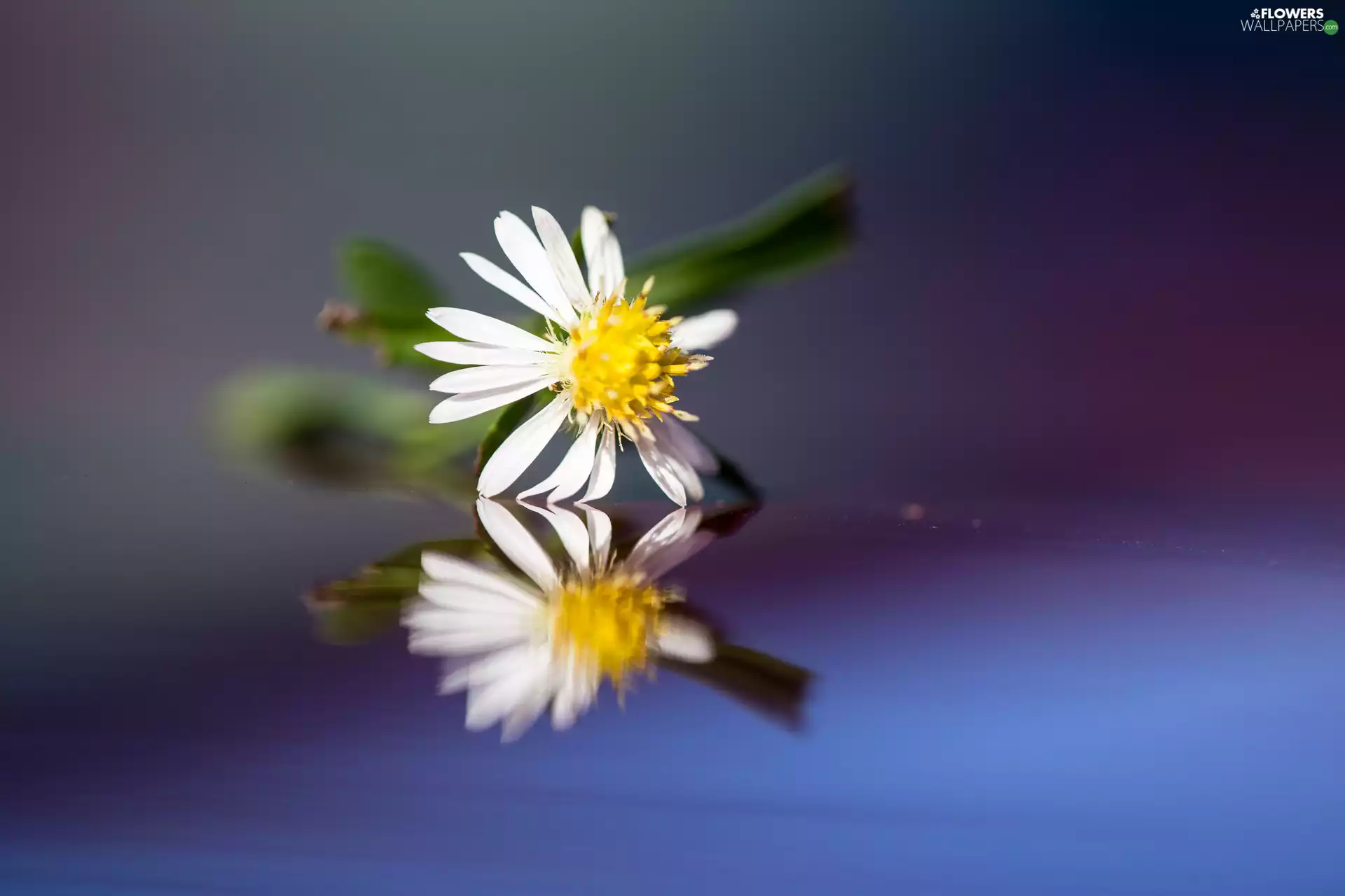 daisy, reflection