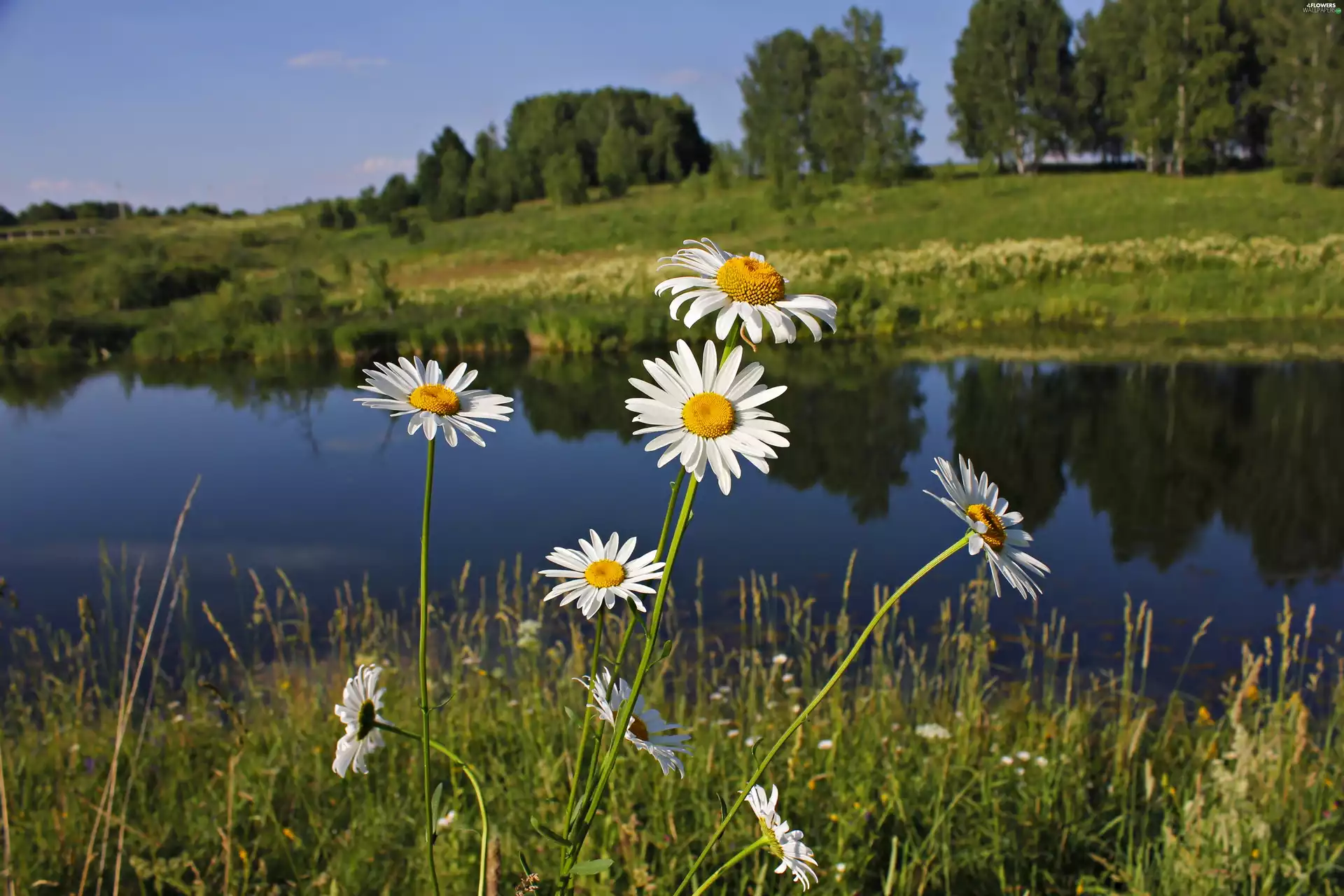 daisy, Meadow, River