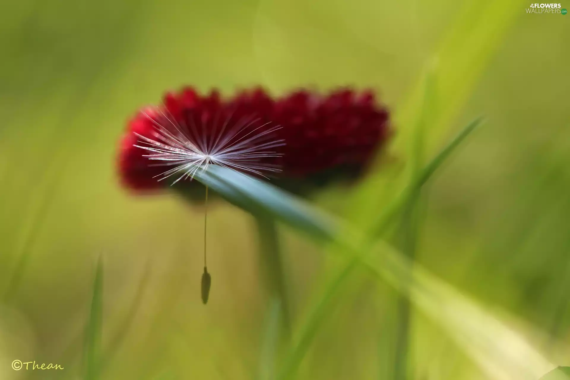 seed, red hot, daisy