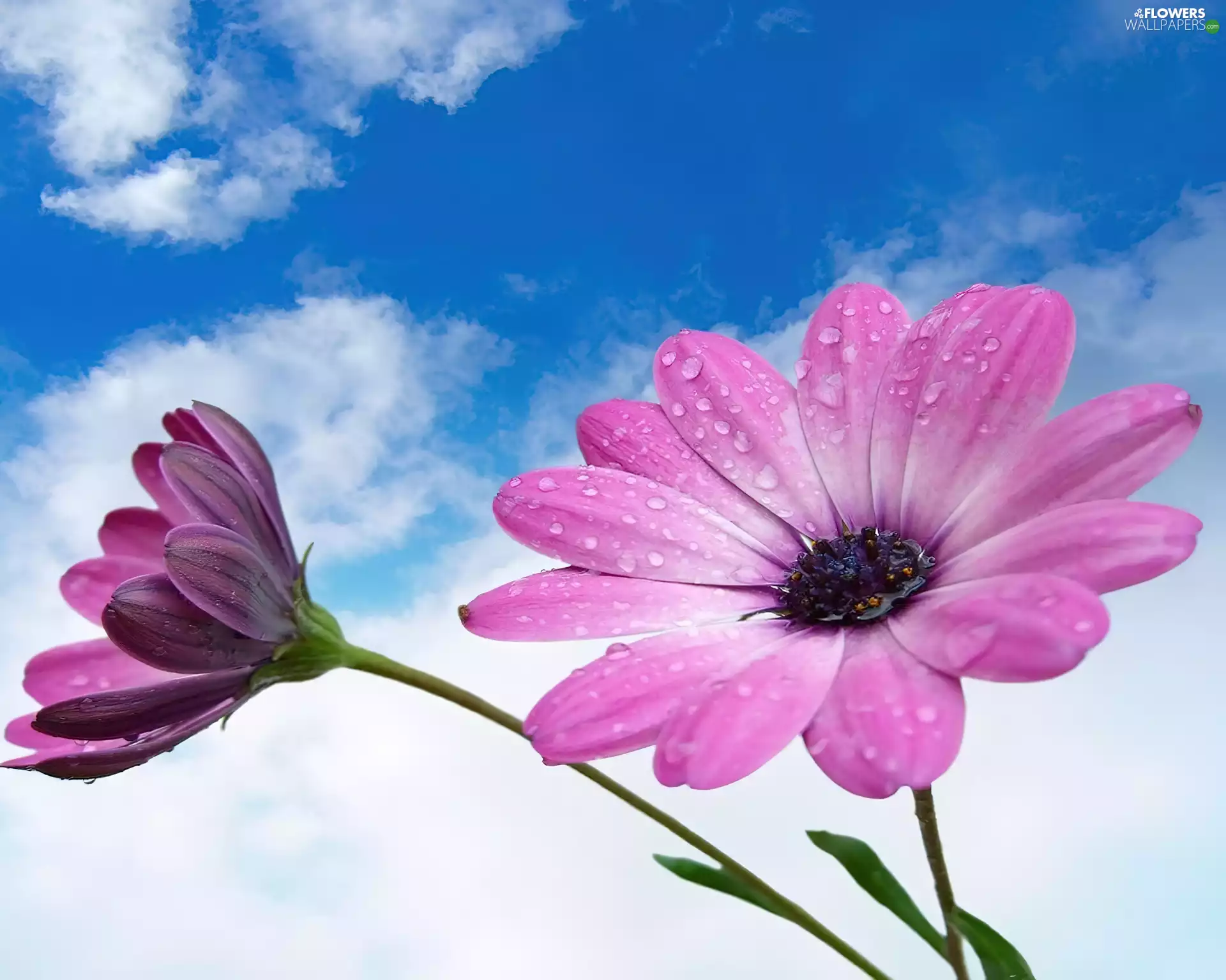 Two cars, Sky, daisy, African, Flowers, purple