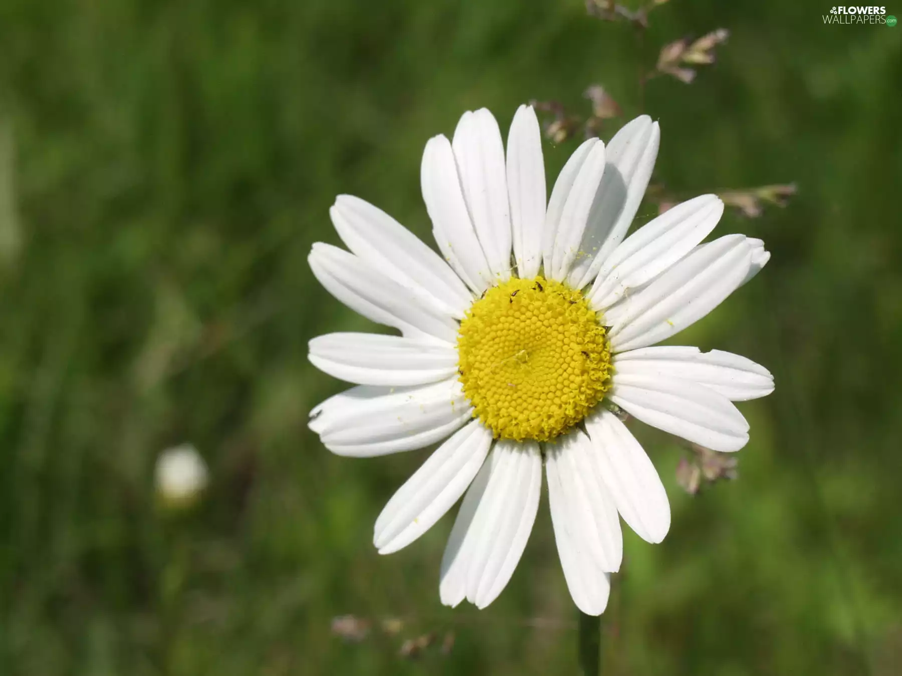 Spring, Daisy