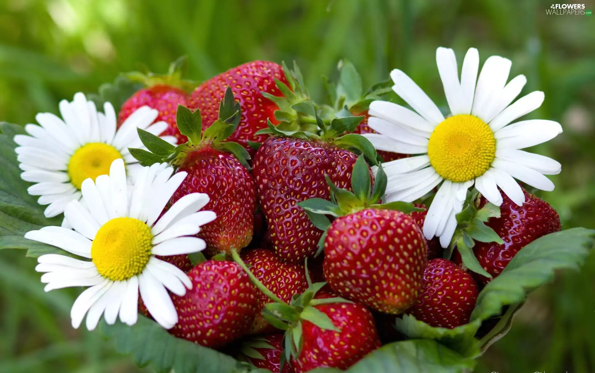 strawberries, Leaf, Garden, daisy
