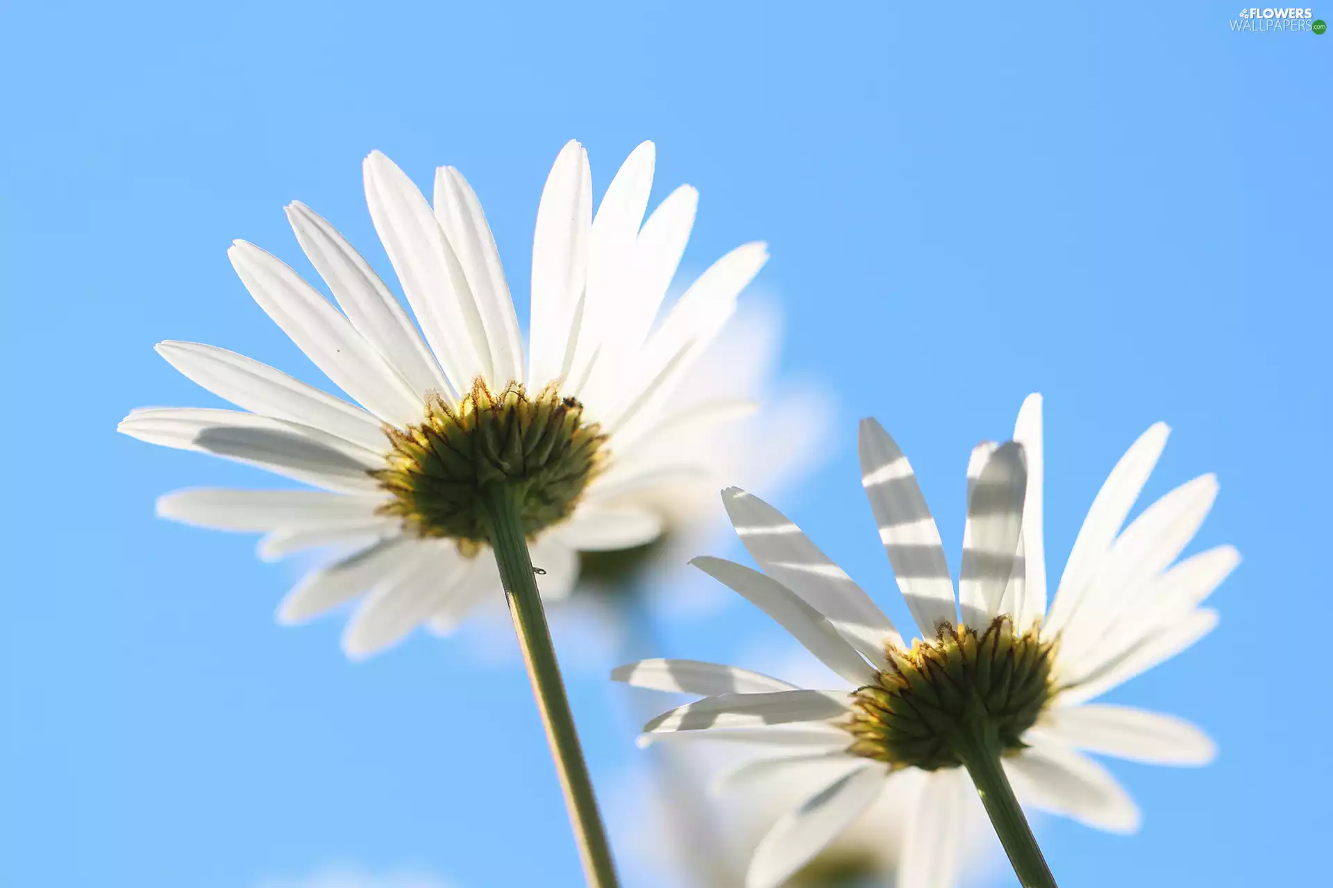 Two, White, Flowers, daisy