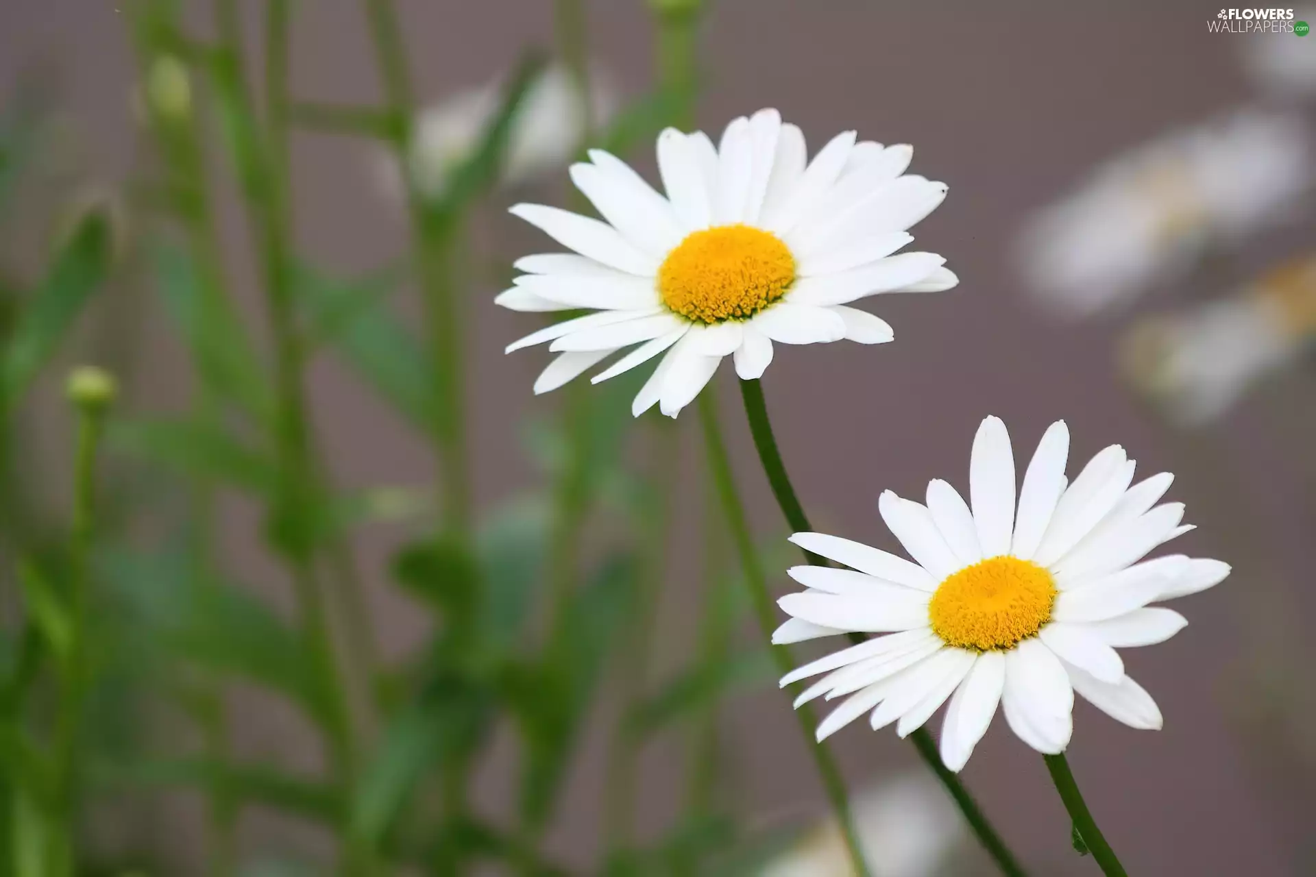 daisy, stems, Two