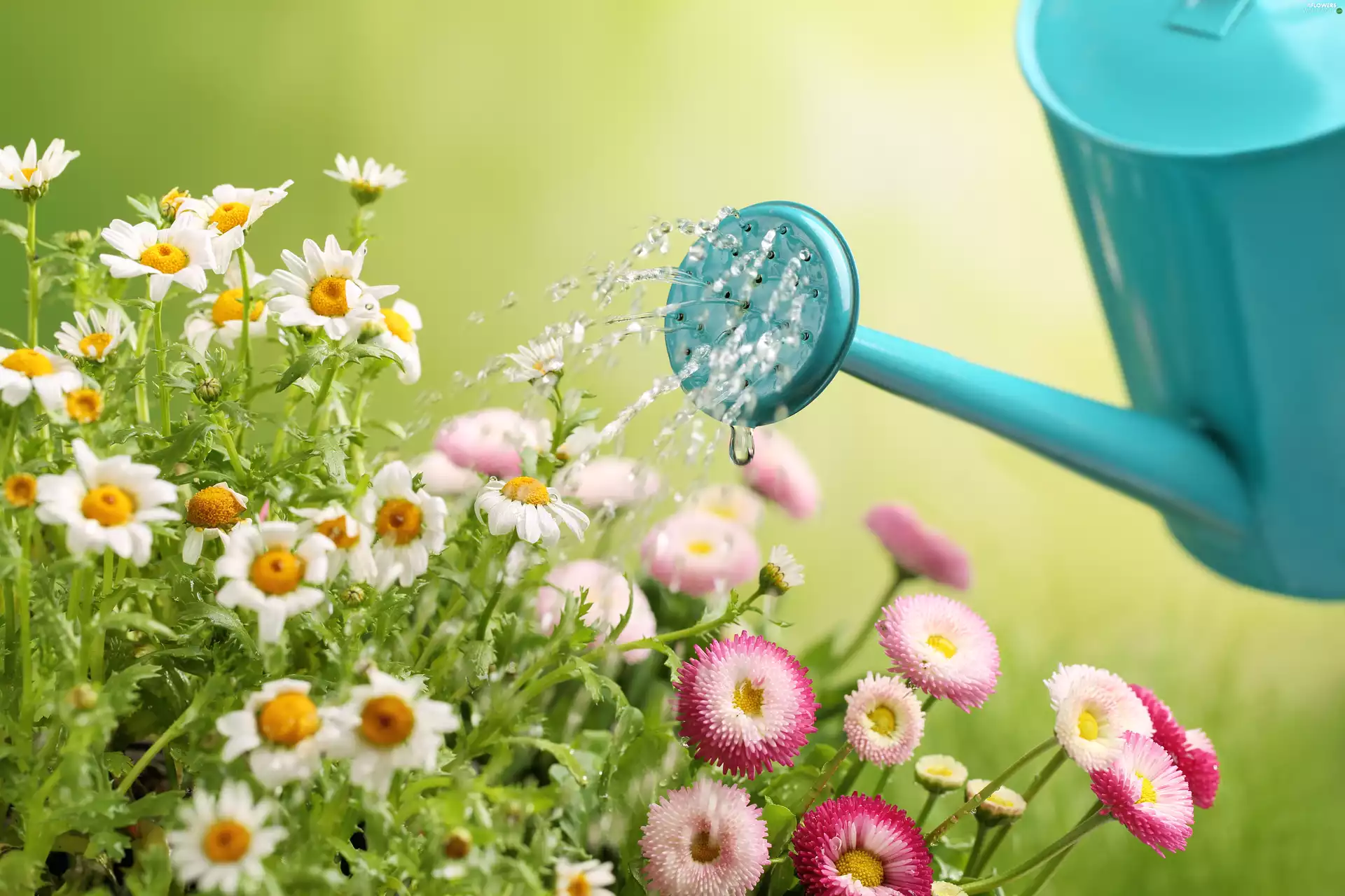 Flowers, Chamomile Common, daisy, watering can