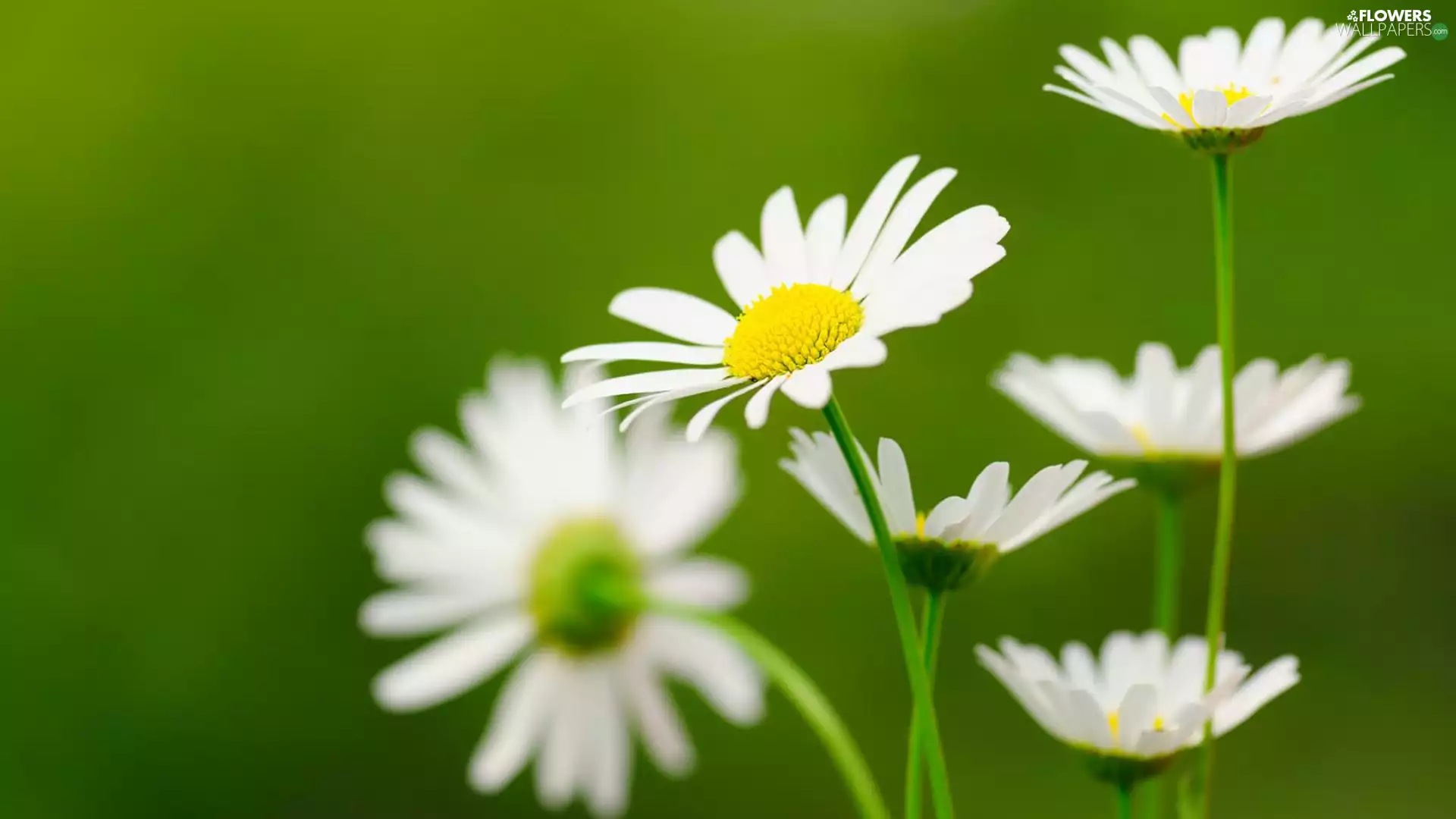 White, daisy