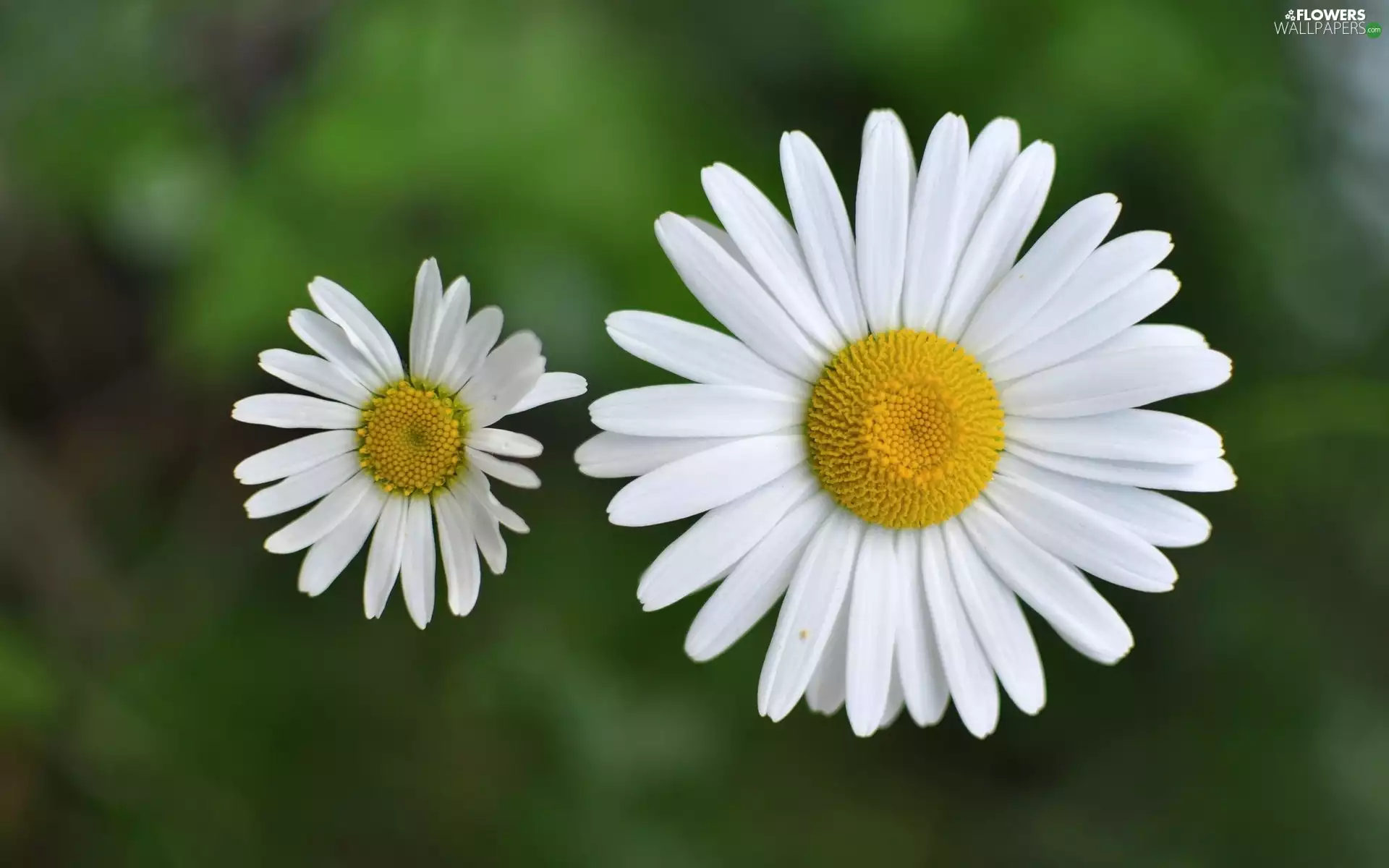 White, daisy