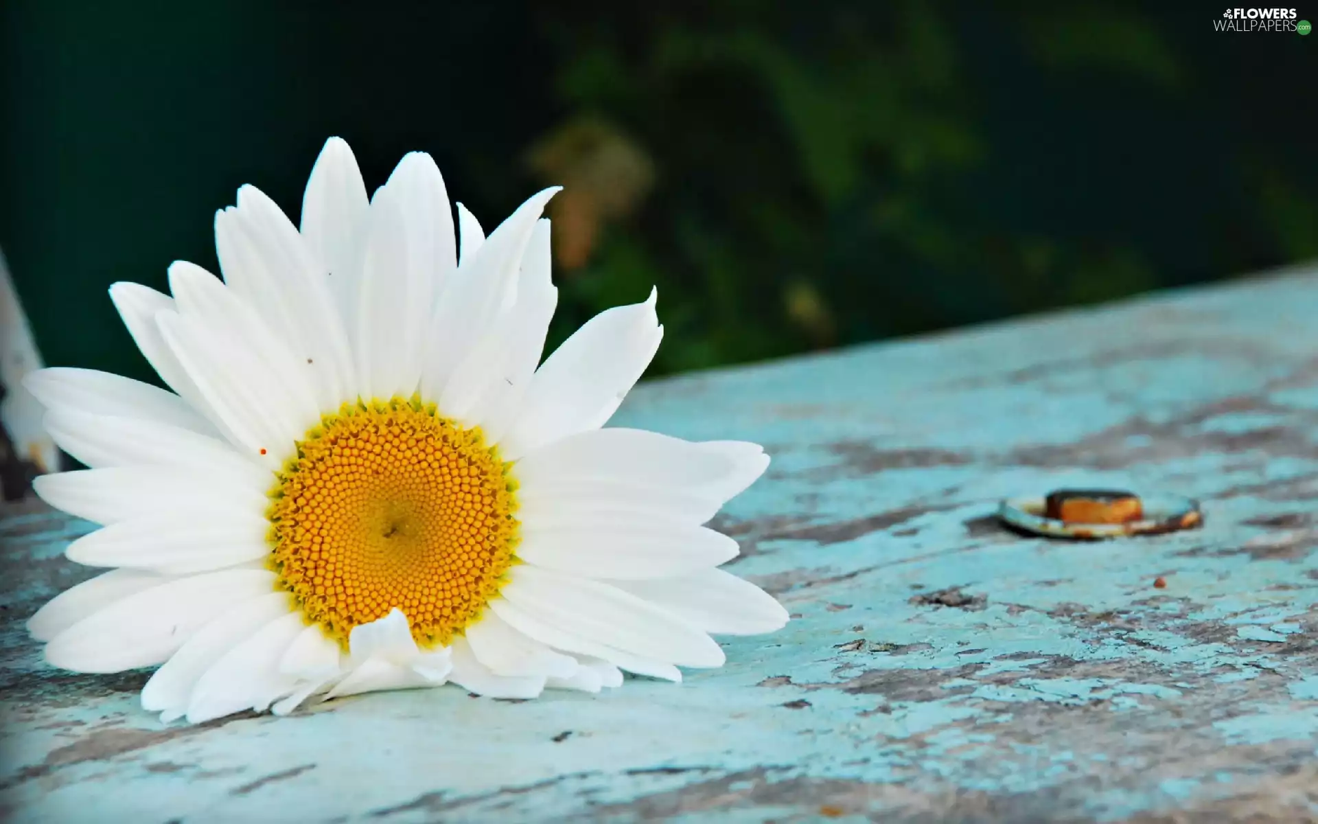 White, Daisy