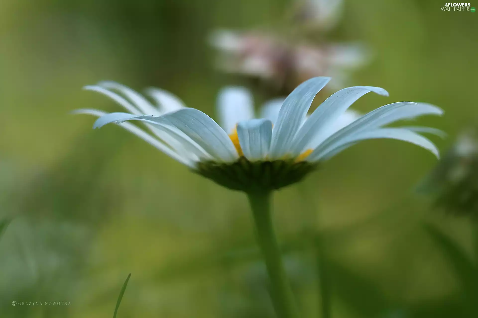 White, Daisy