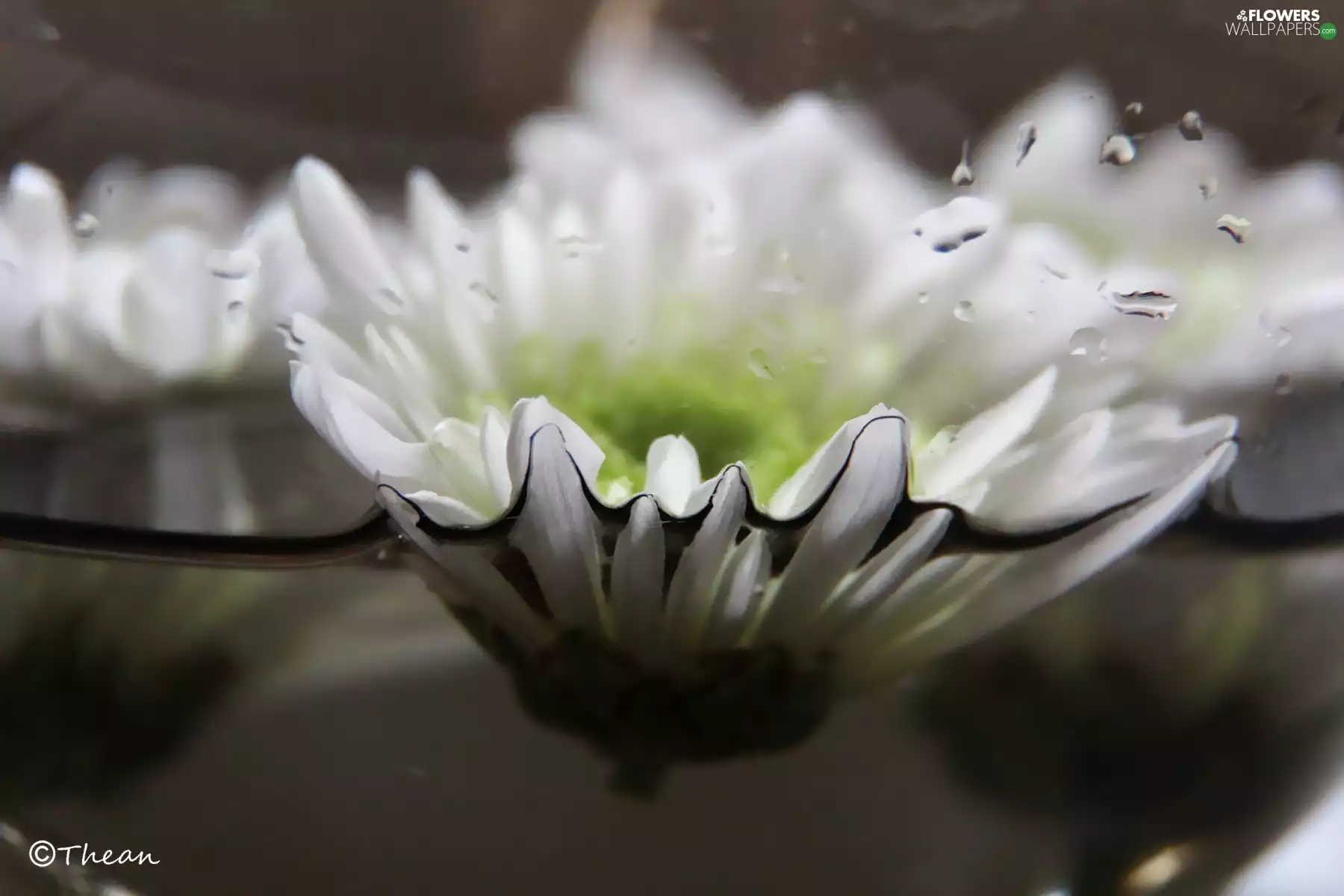 White, water, bowl, daisy