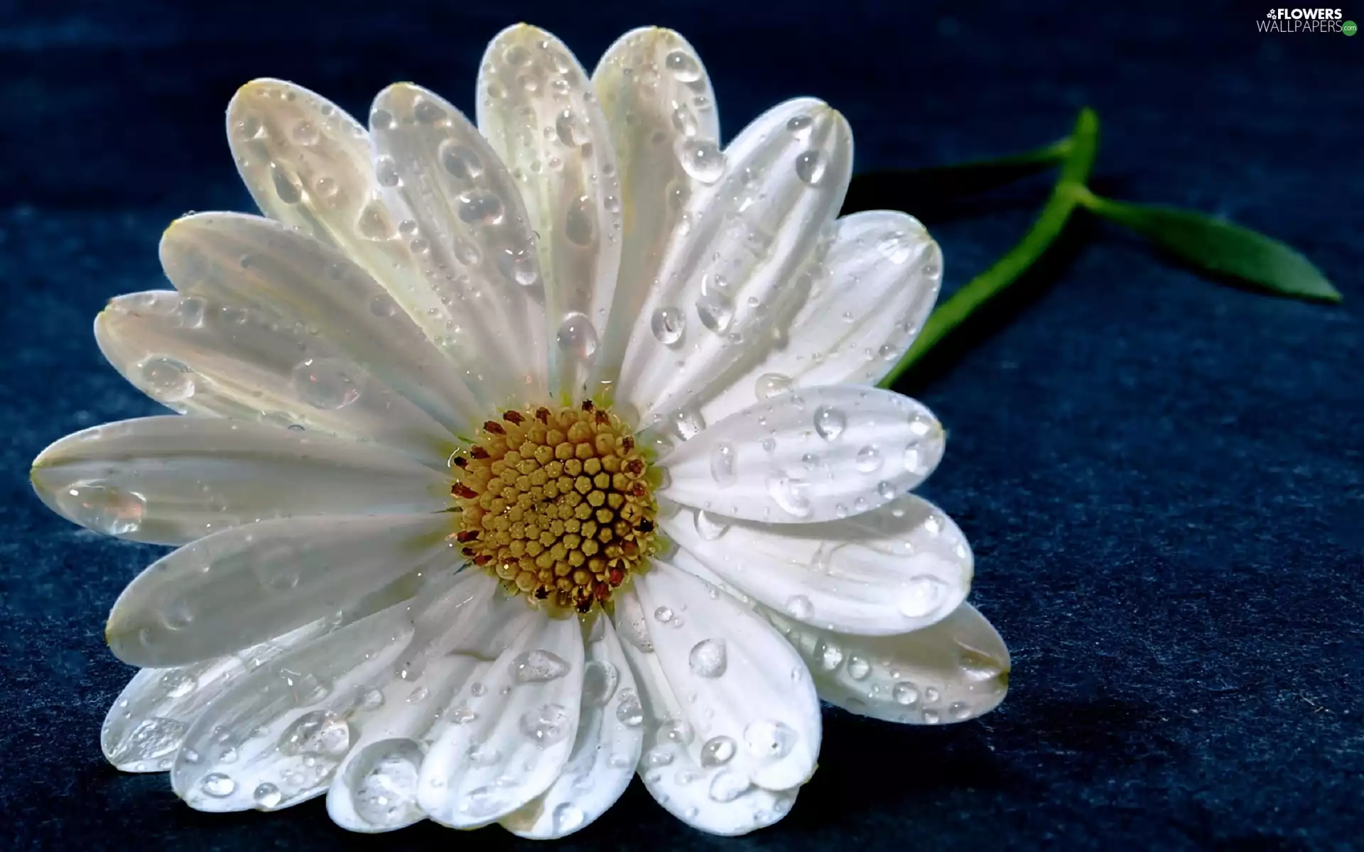 White, drops, Close, Daisy