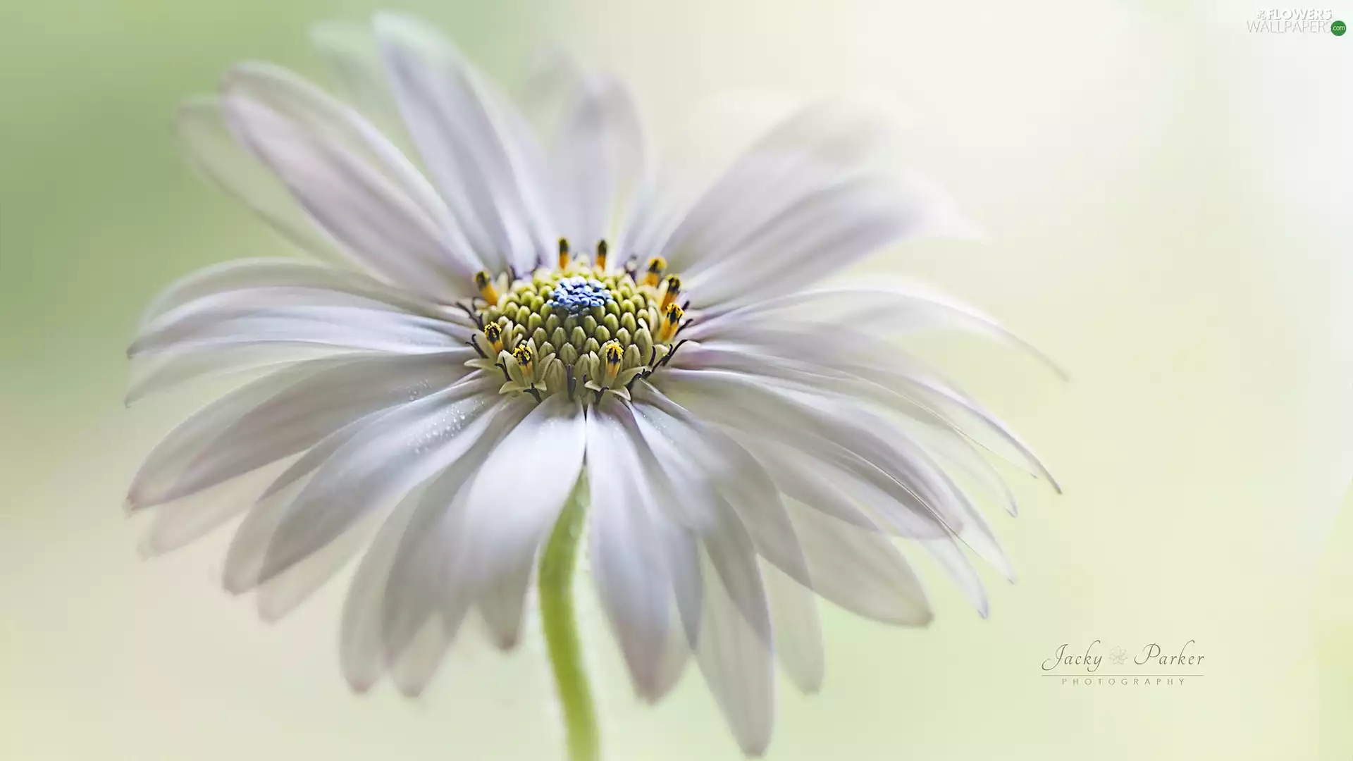 African Daisy, White, Colourfull Flowers