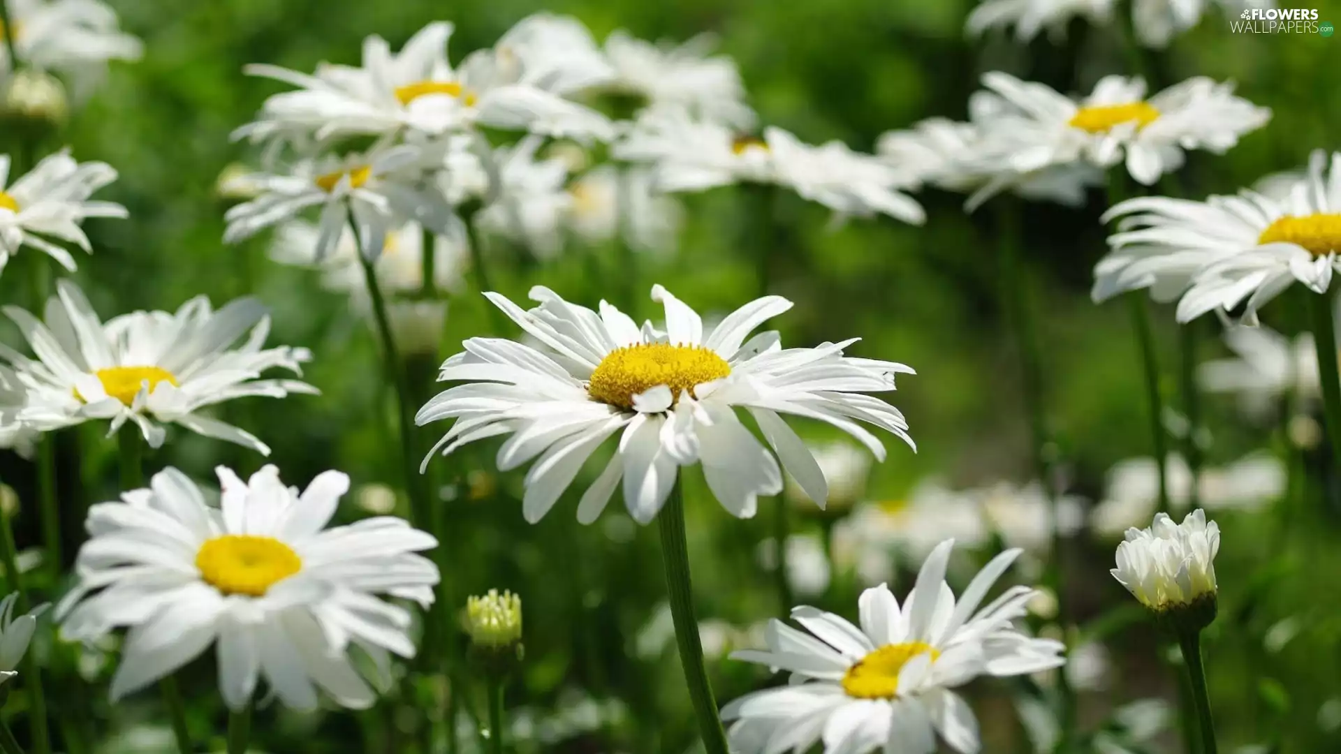 daisy, Flowers, White