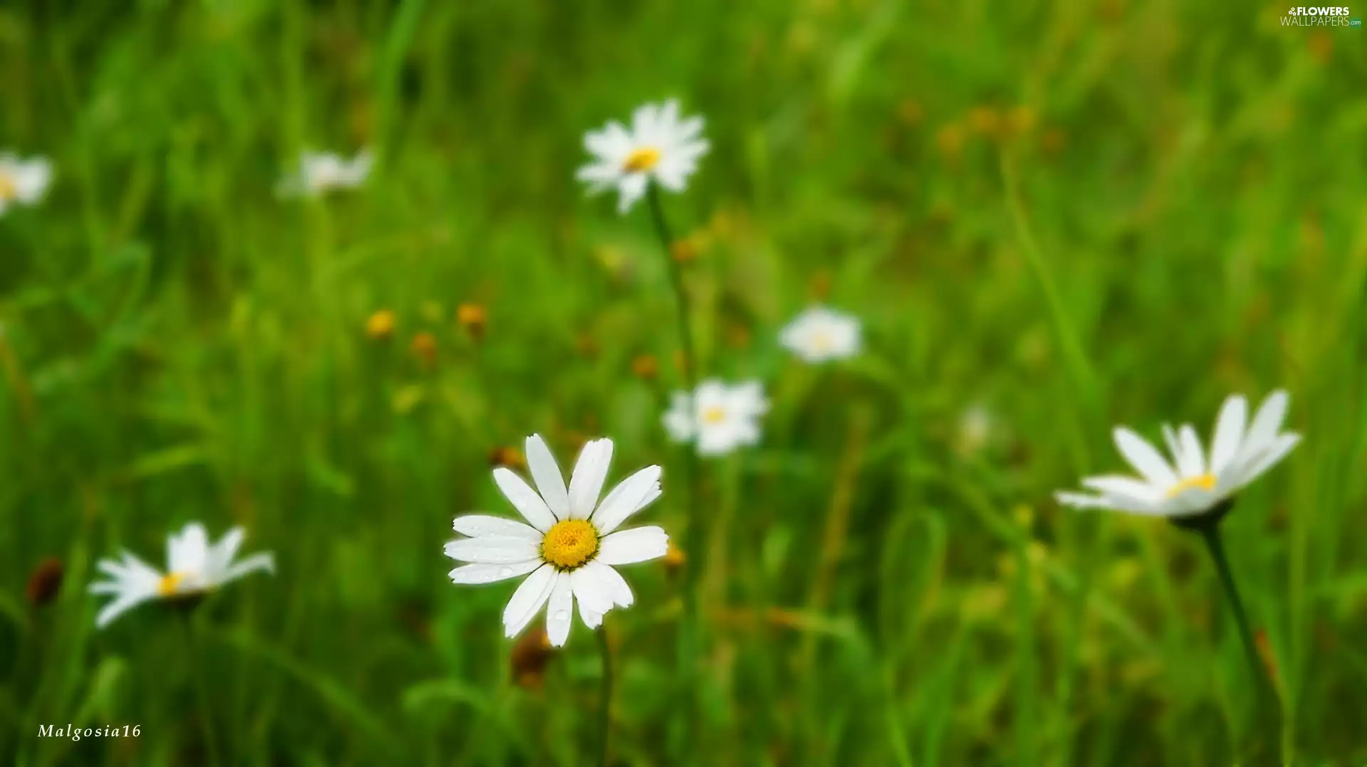 grass, daisy, White, Flowers, Meadow