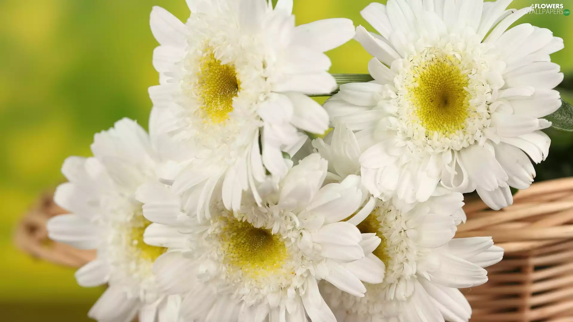 wicker, White, daisy, basket